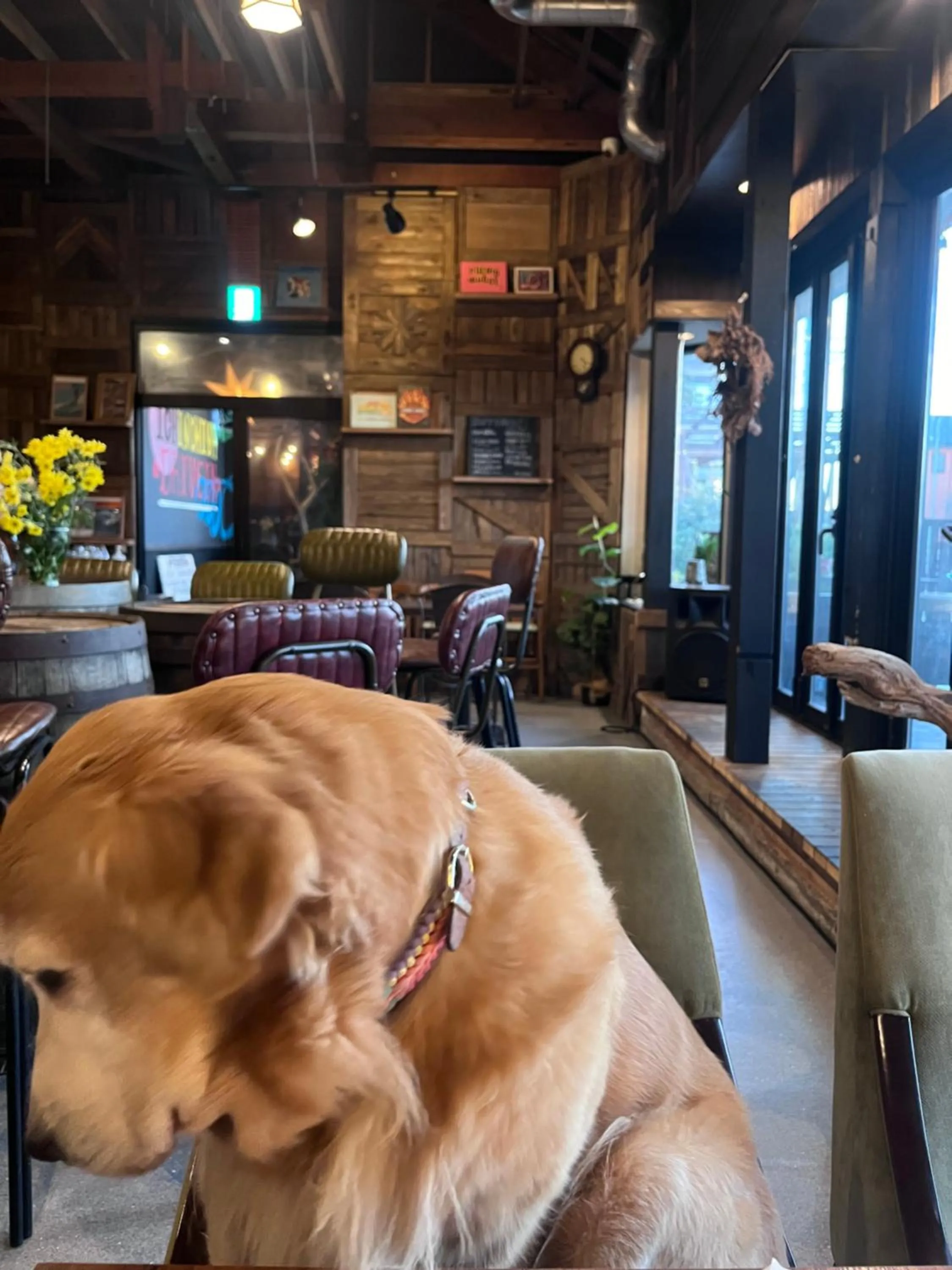 Pets in Drive in Ichinomiya motel