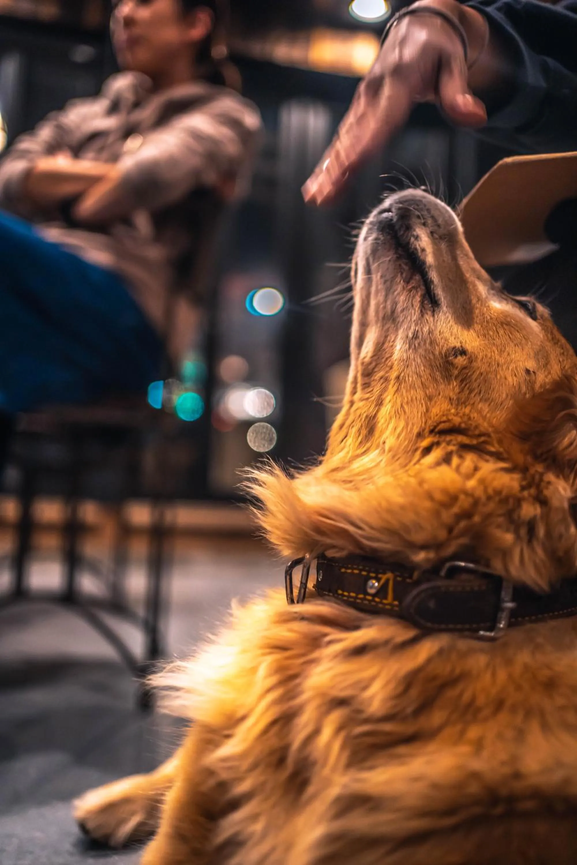 Pets in Drive in Ichinomiya motel