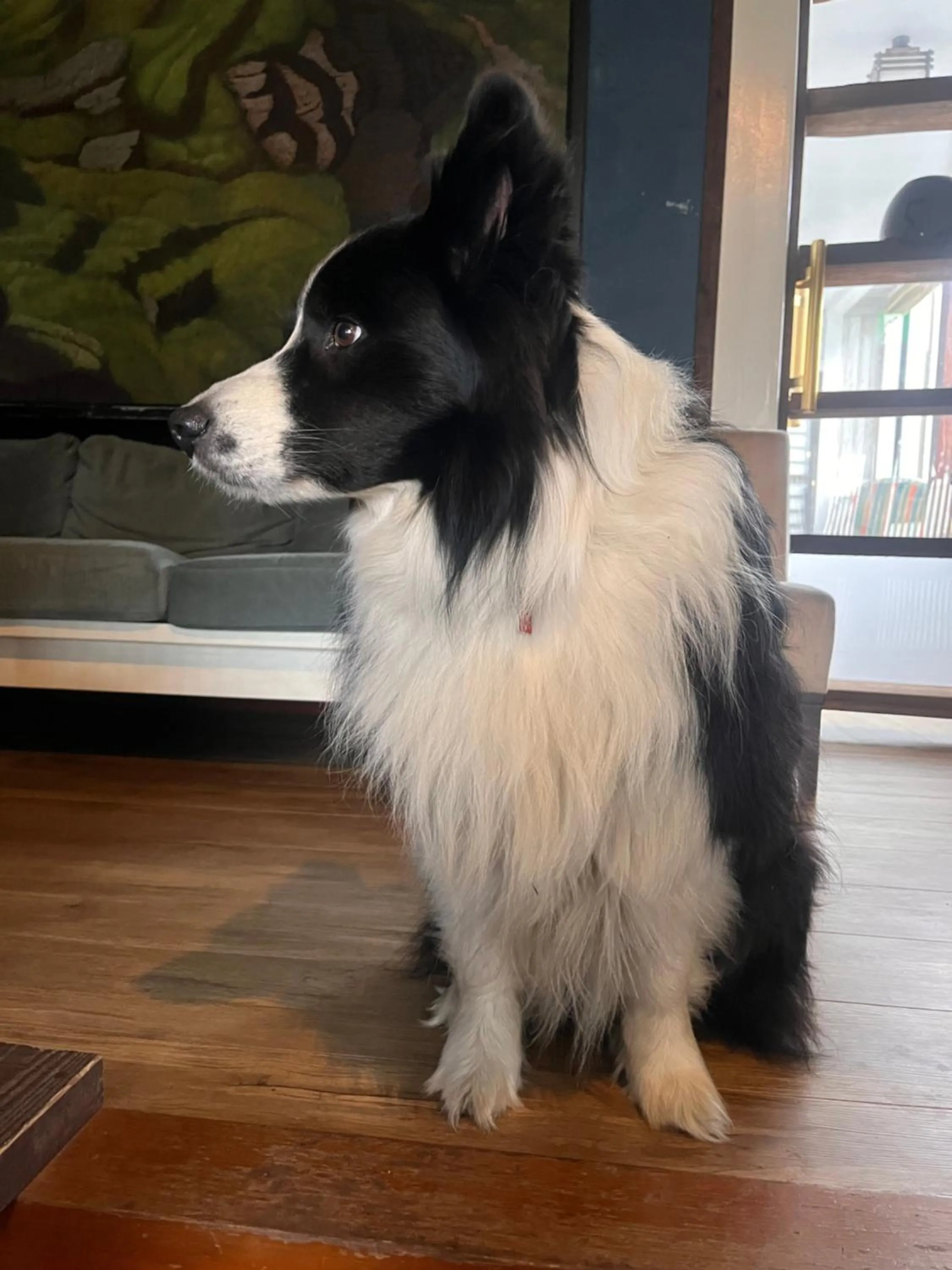 Pets in Drive in Ichinomiya motel