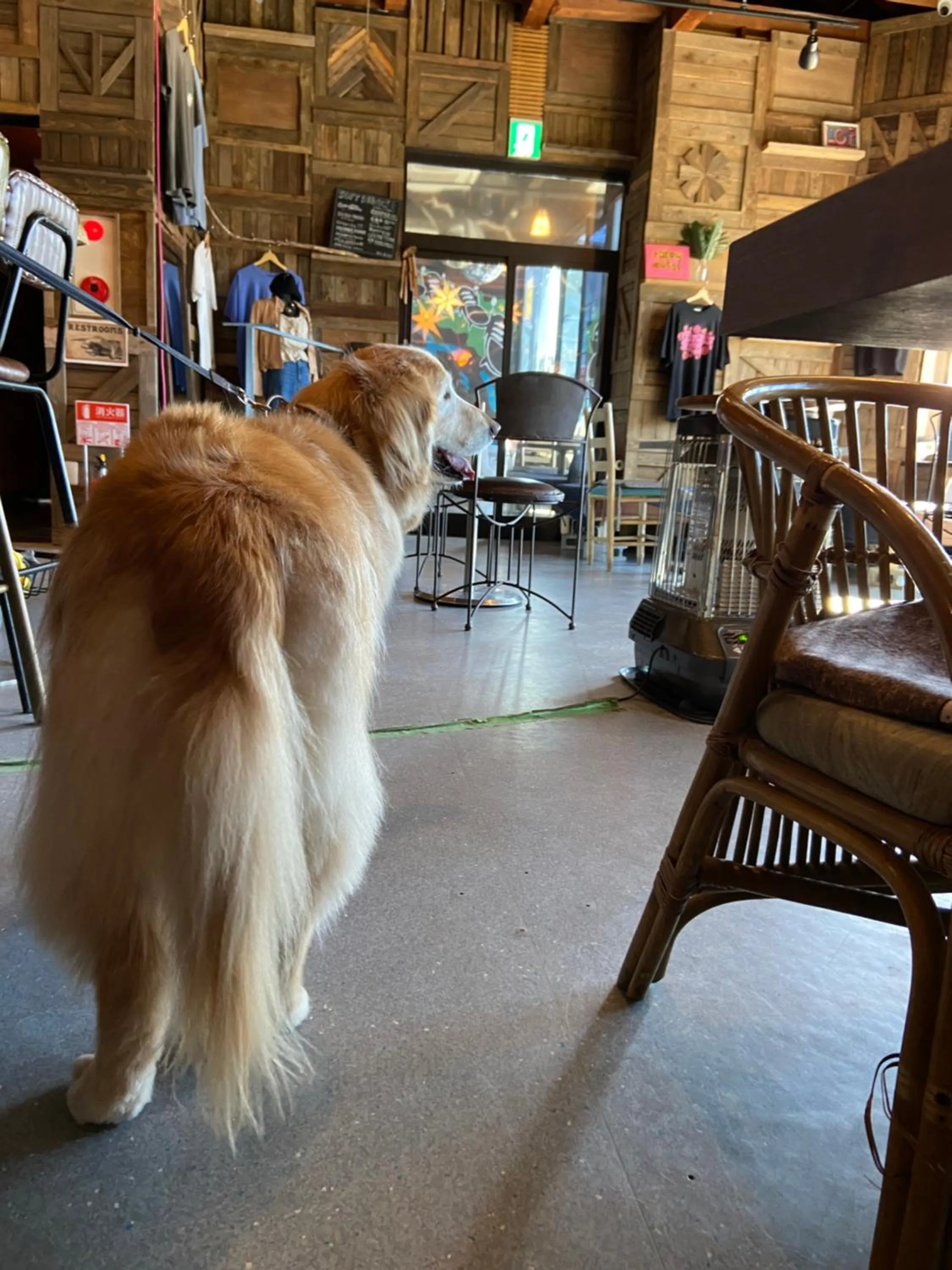 Pets in Drive in Ichinomiya motel