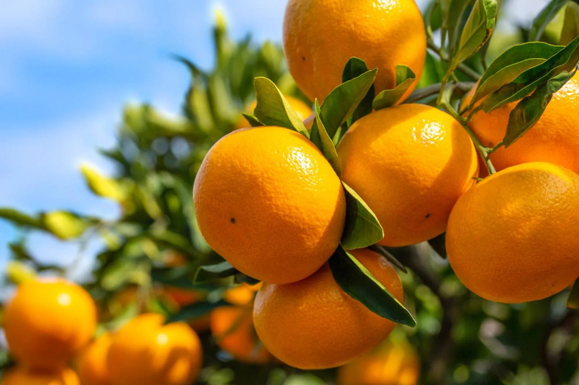 Nearby landmark in Business Hotel Kawashima