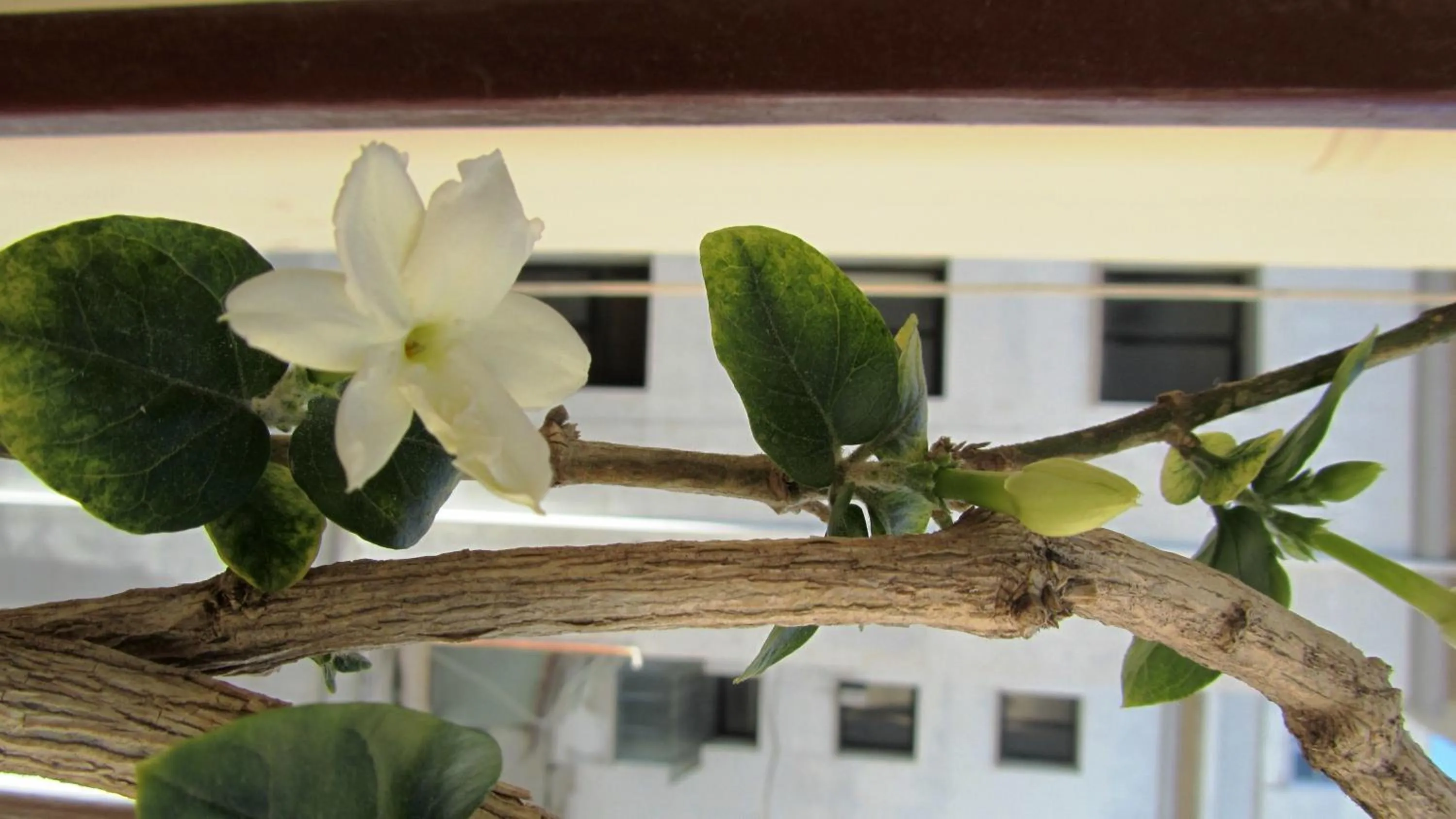 Spring in International Naples