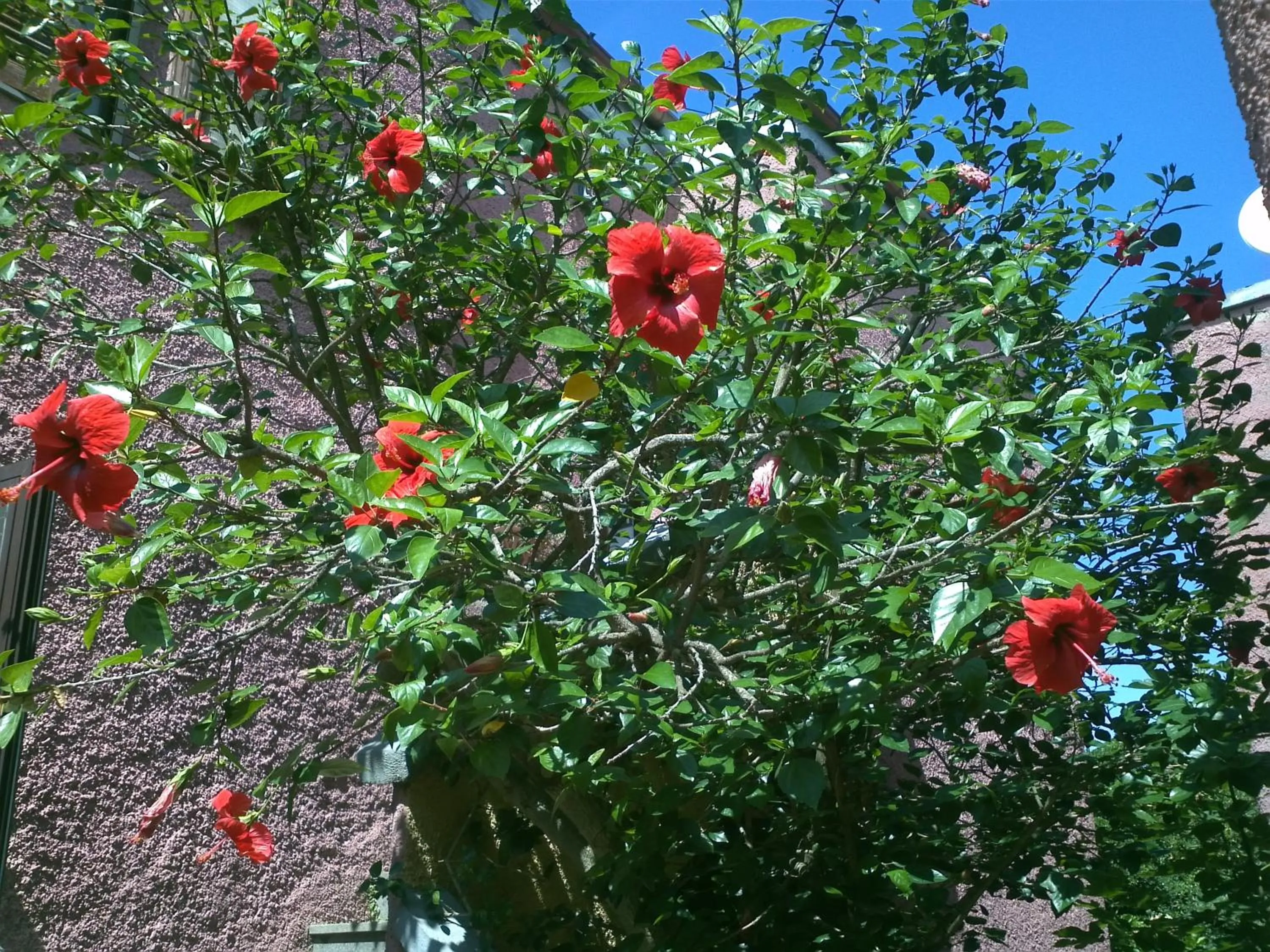 Garden in Hotel Abbaruja