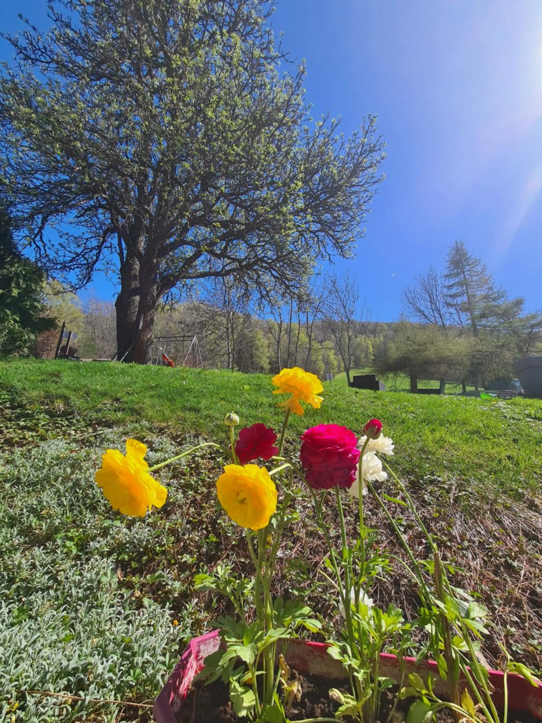 Garden in Hôtel et Appart'Hôtel Restaurant L'Adray