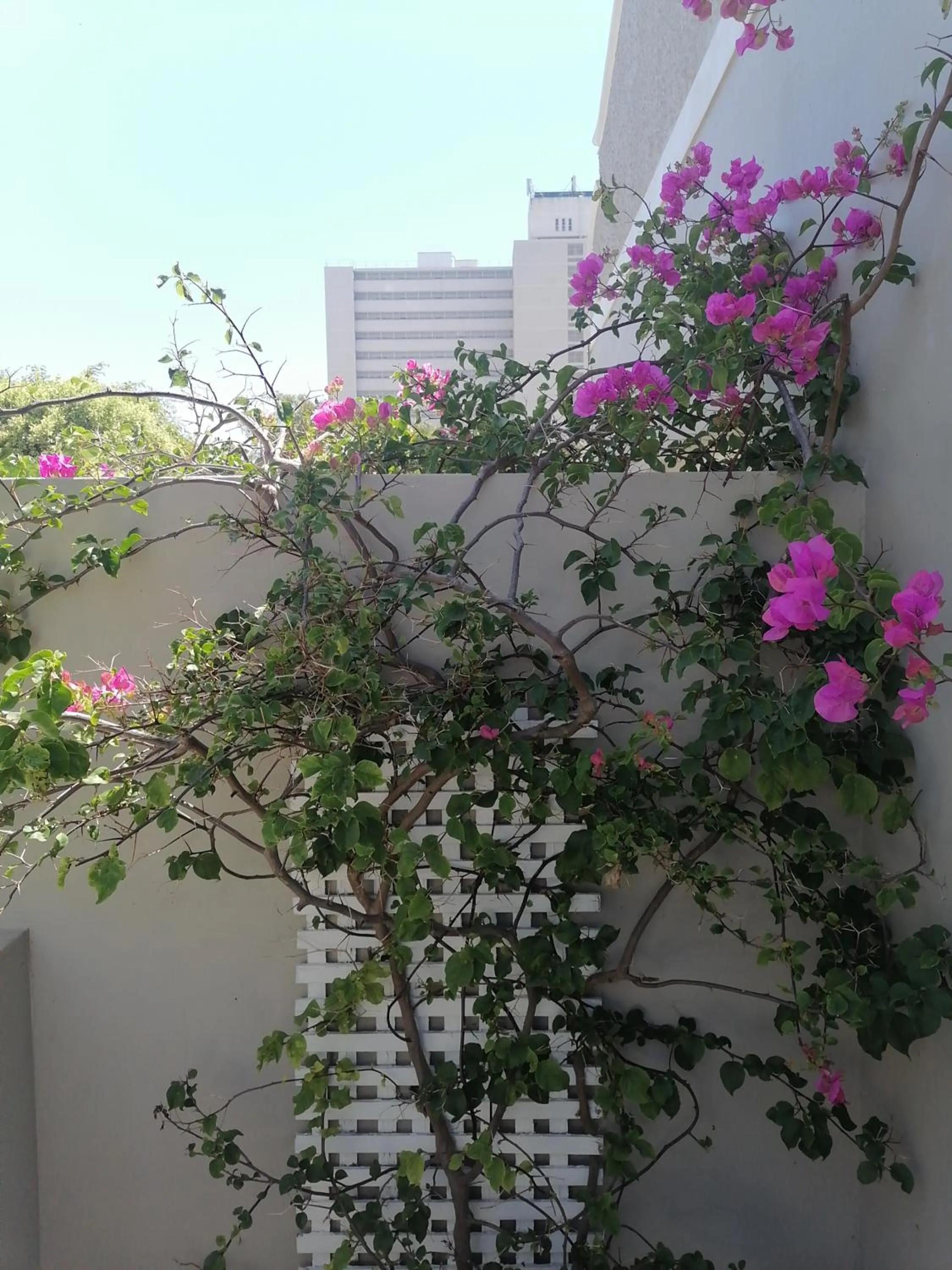 Garden in Conifer Beach House