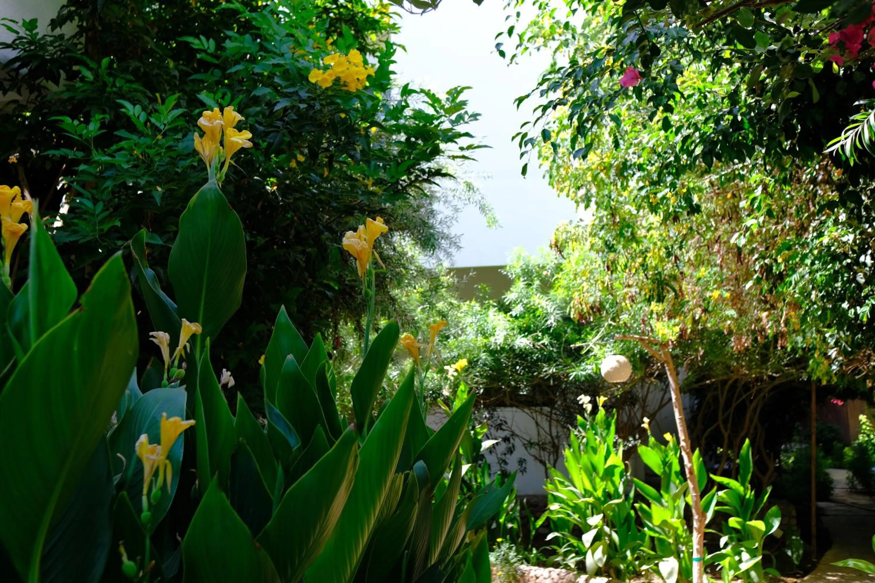 Garden in Viking club hotel