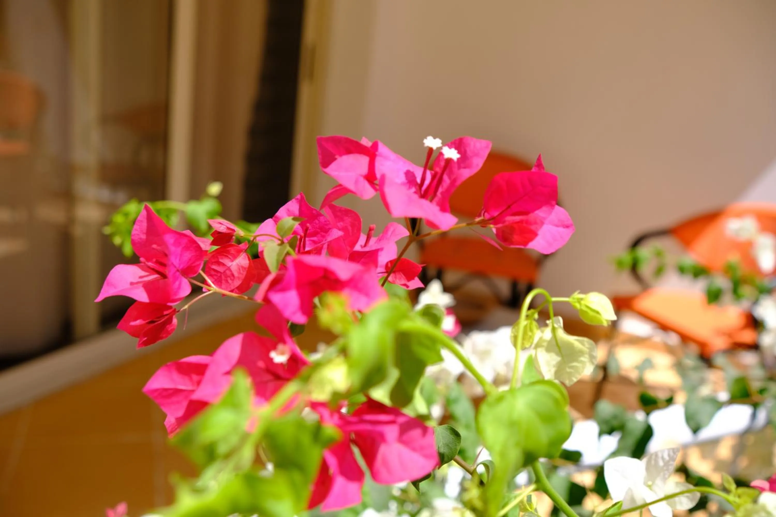 Garden in Viking club hotel