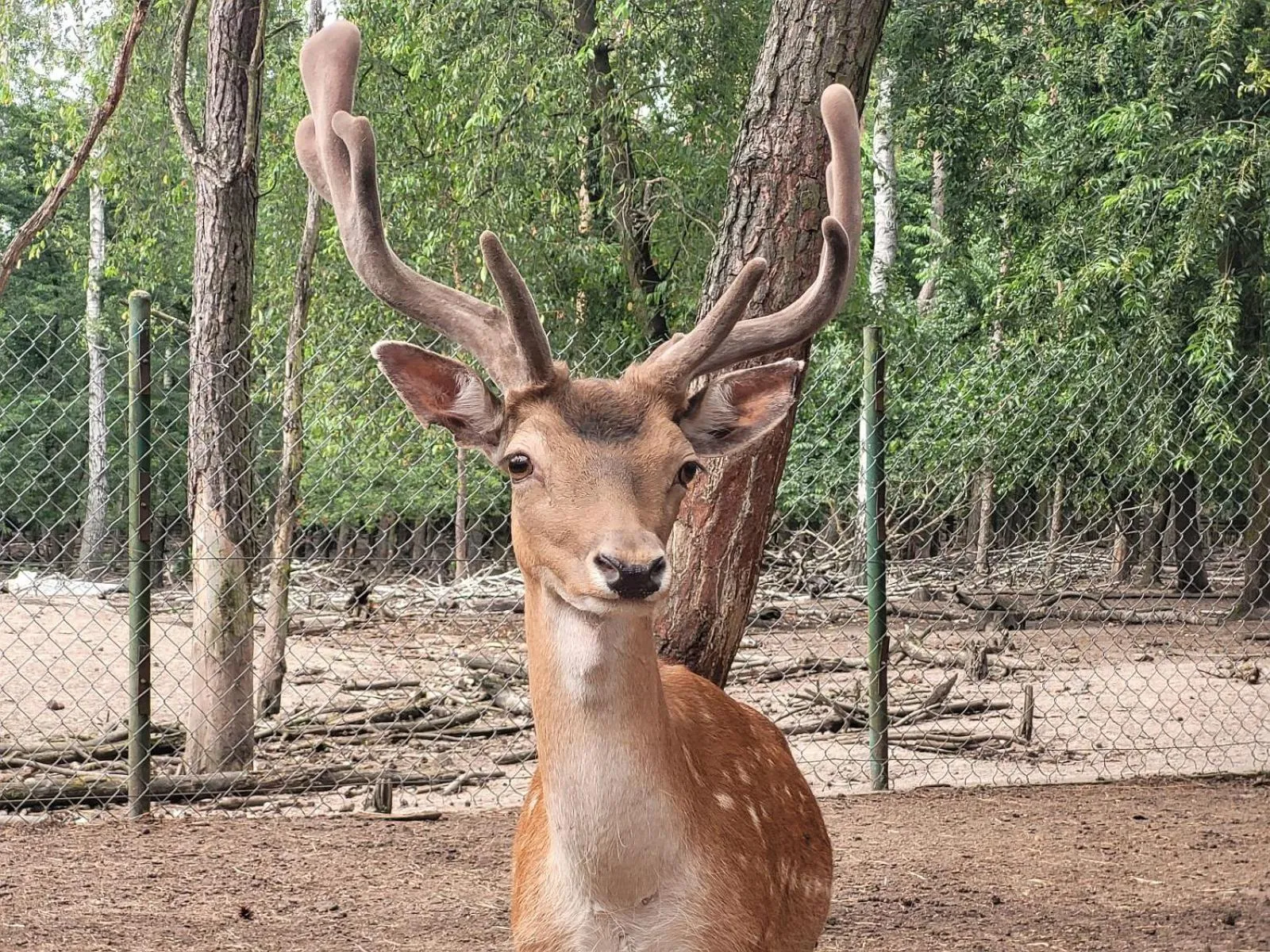 Animals in Malutkie Resort