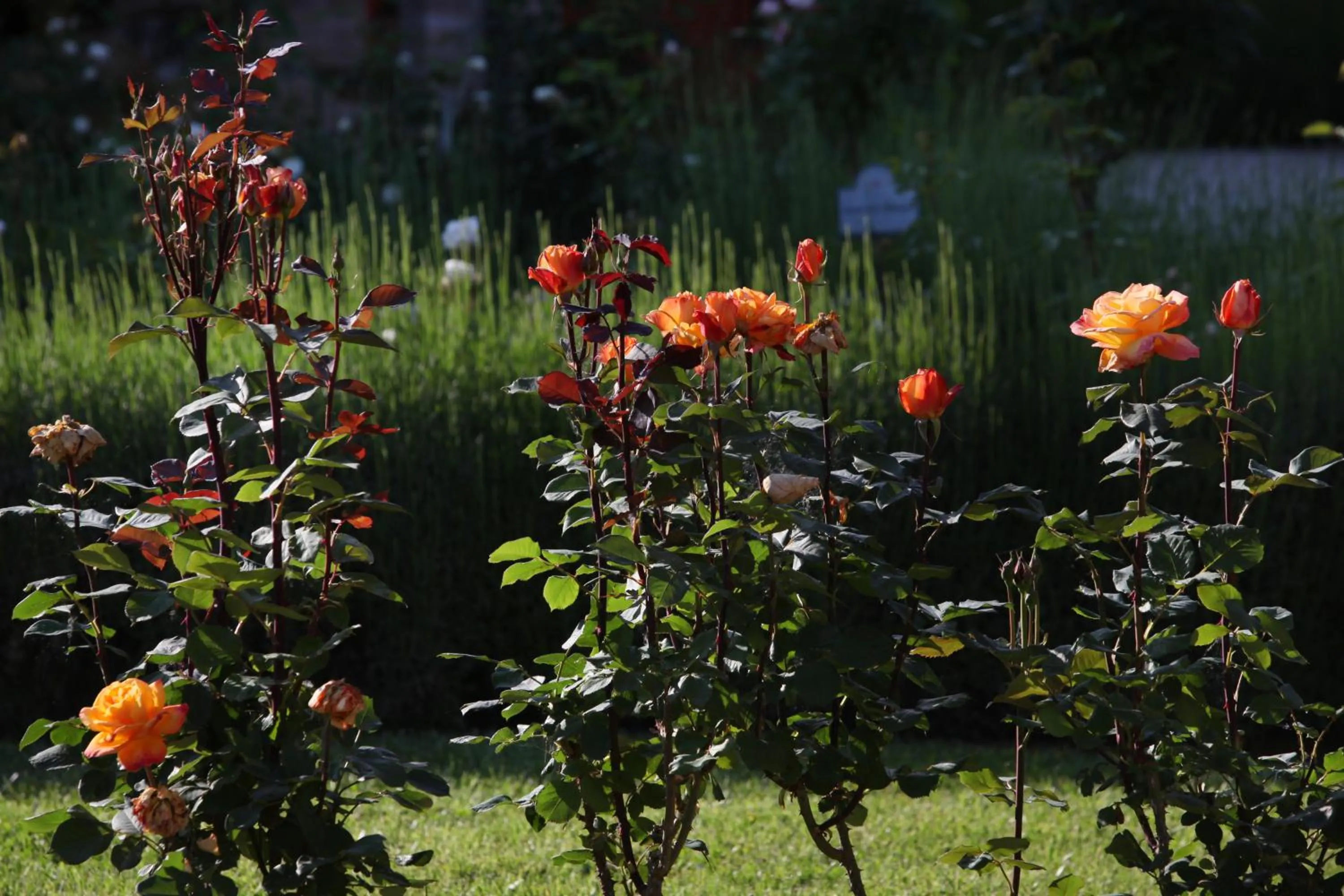 Patio in Resort e Spa San Crispino