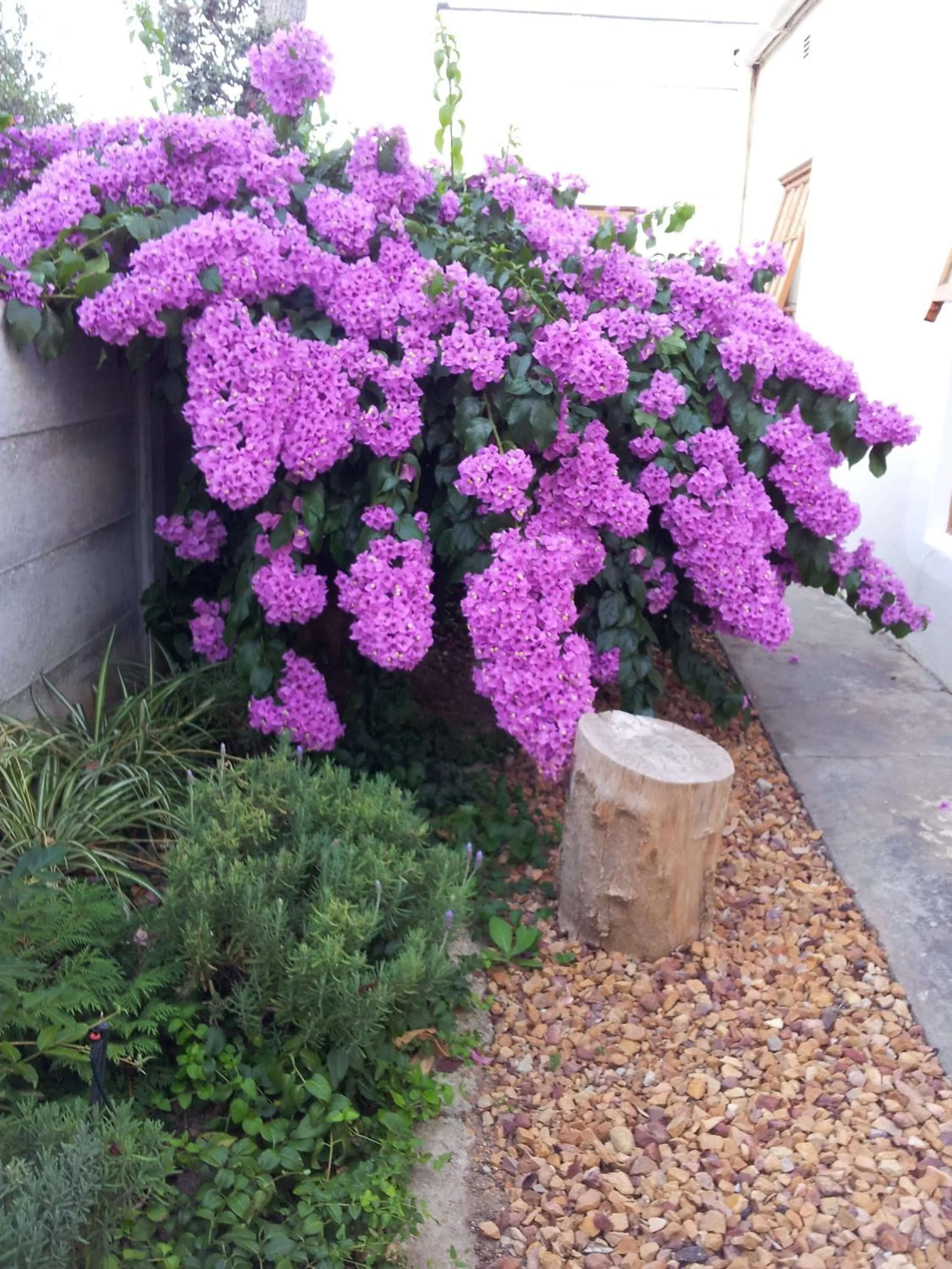Garden in Wheatlands Lodge