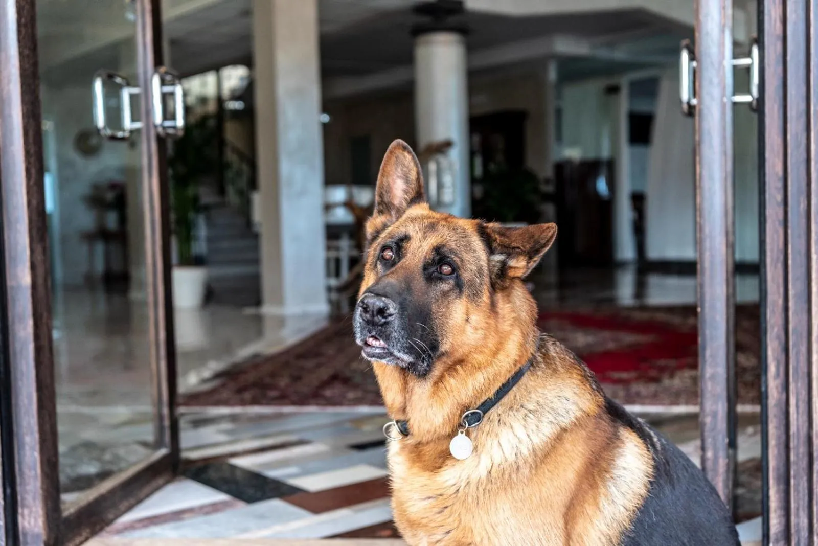 Pets in Fantinello Hotel