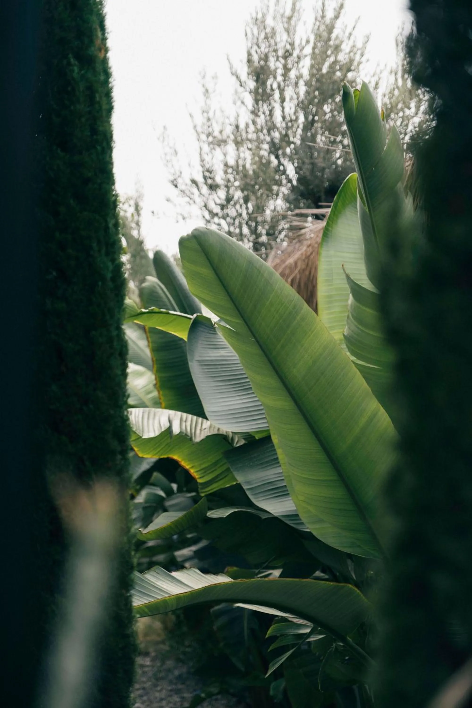 Garden in Primus Alacati Adult Only