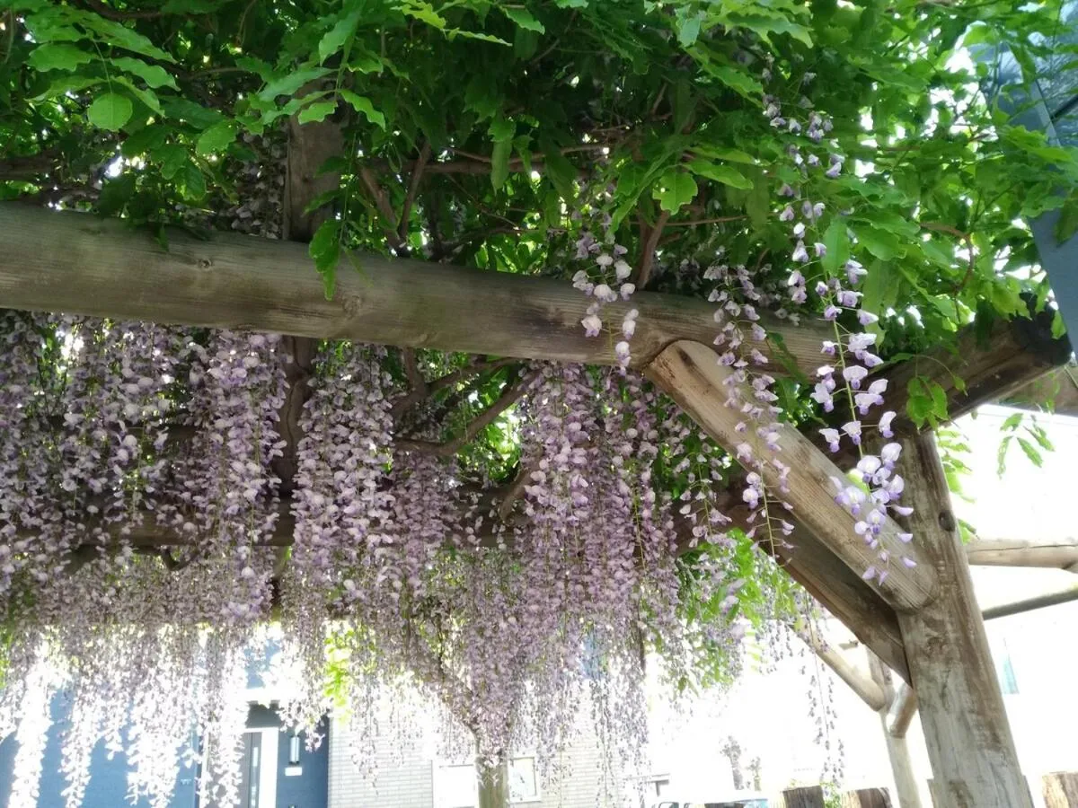 Spring in Sapporoの実家 B&B Yoshida