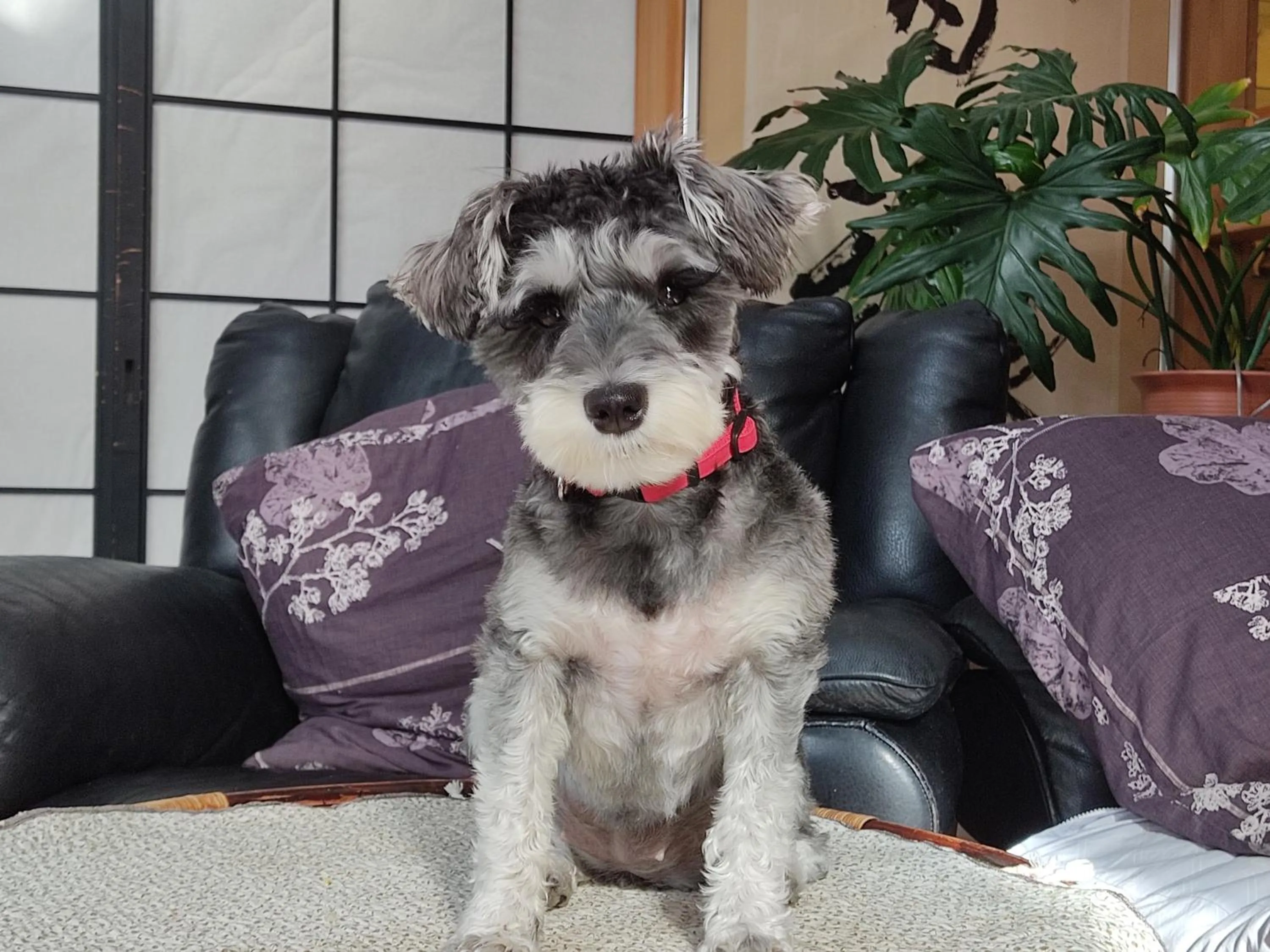 Pets in Sapporoの実家 B&B Yoshida