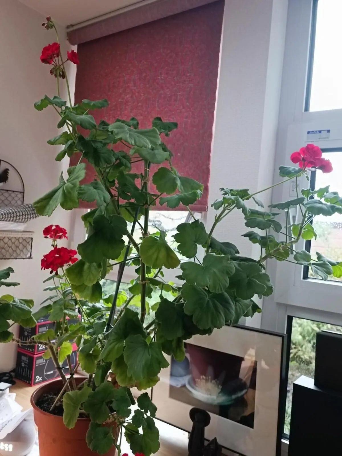 Restaurant/places to eat in Sapporoの実家 B&B Yoshida