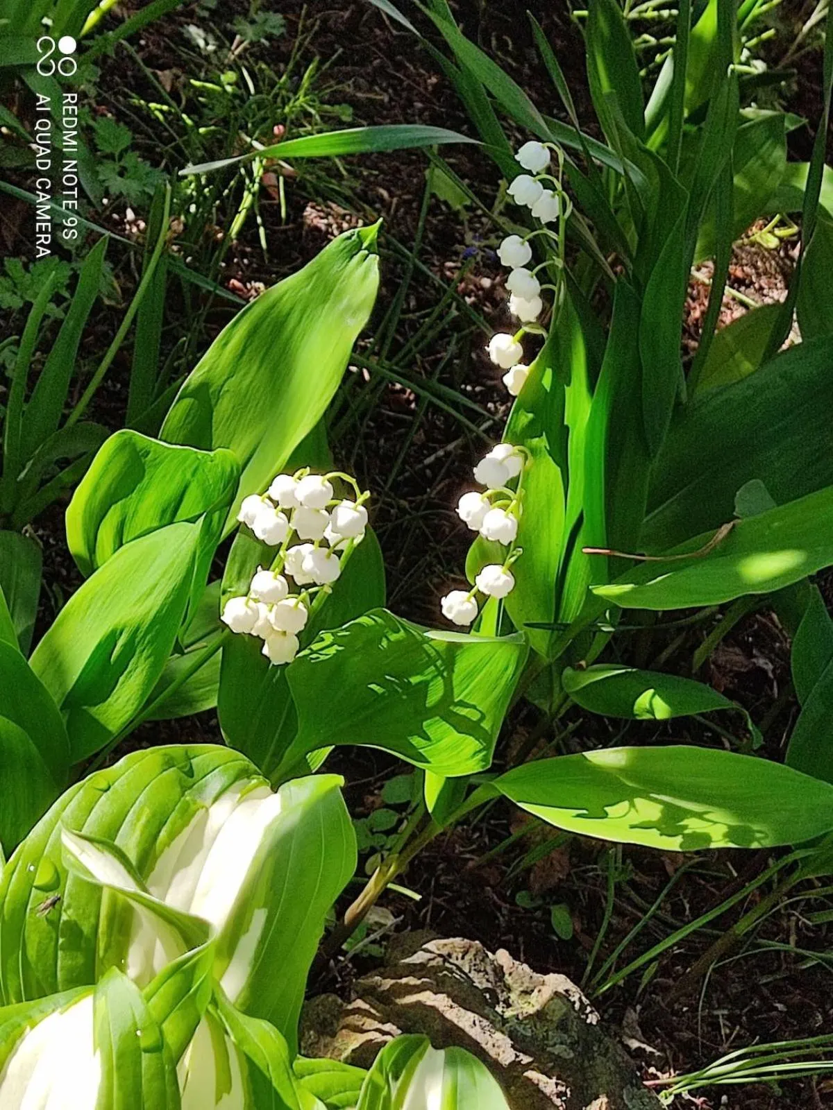 Spring in Sapporoの実家 B&B Yoshida
