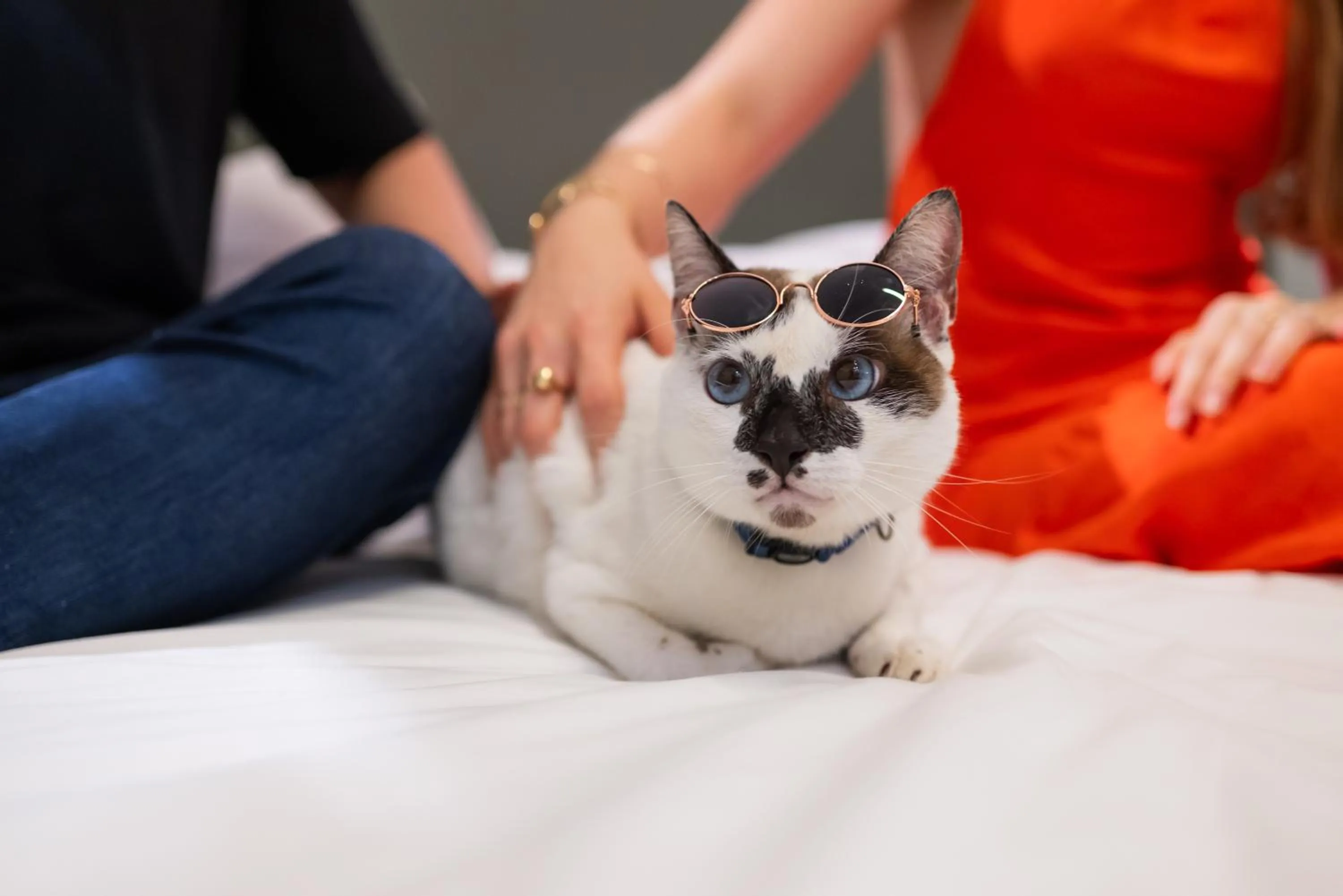 Pets in ibis Styles Belém do Pará