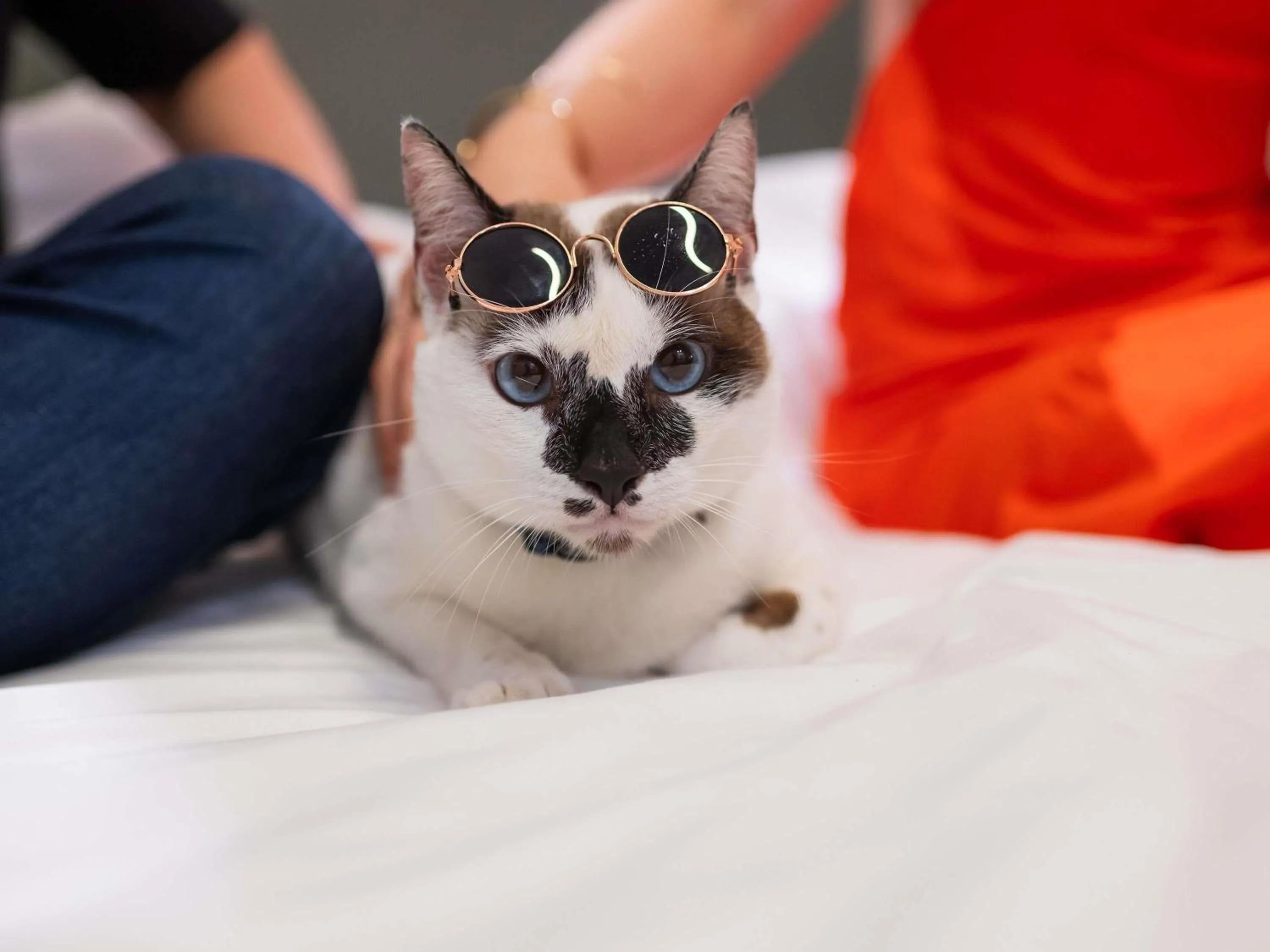 Other in ibis Styles Belém do Pará