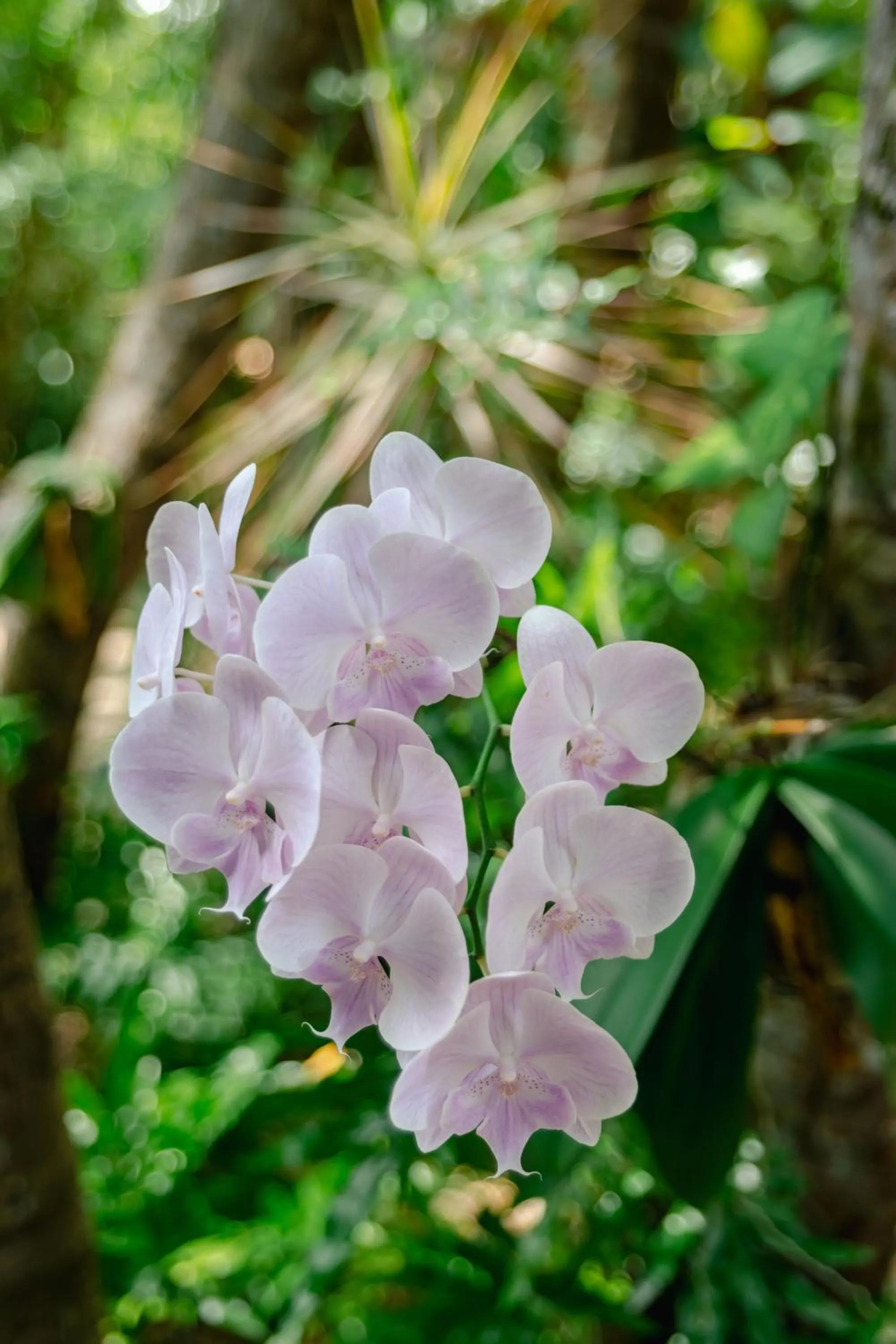 Garden in Recanto da Mata Pipa