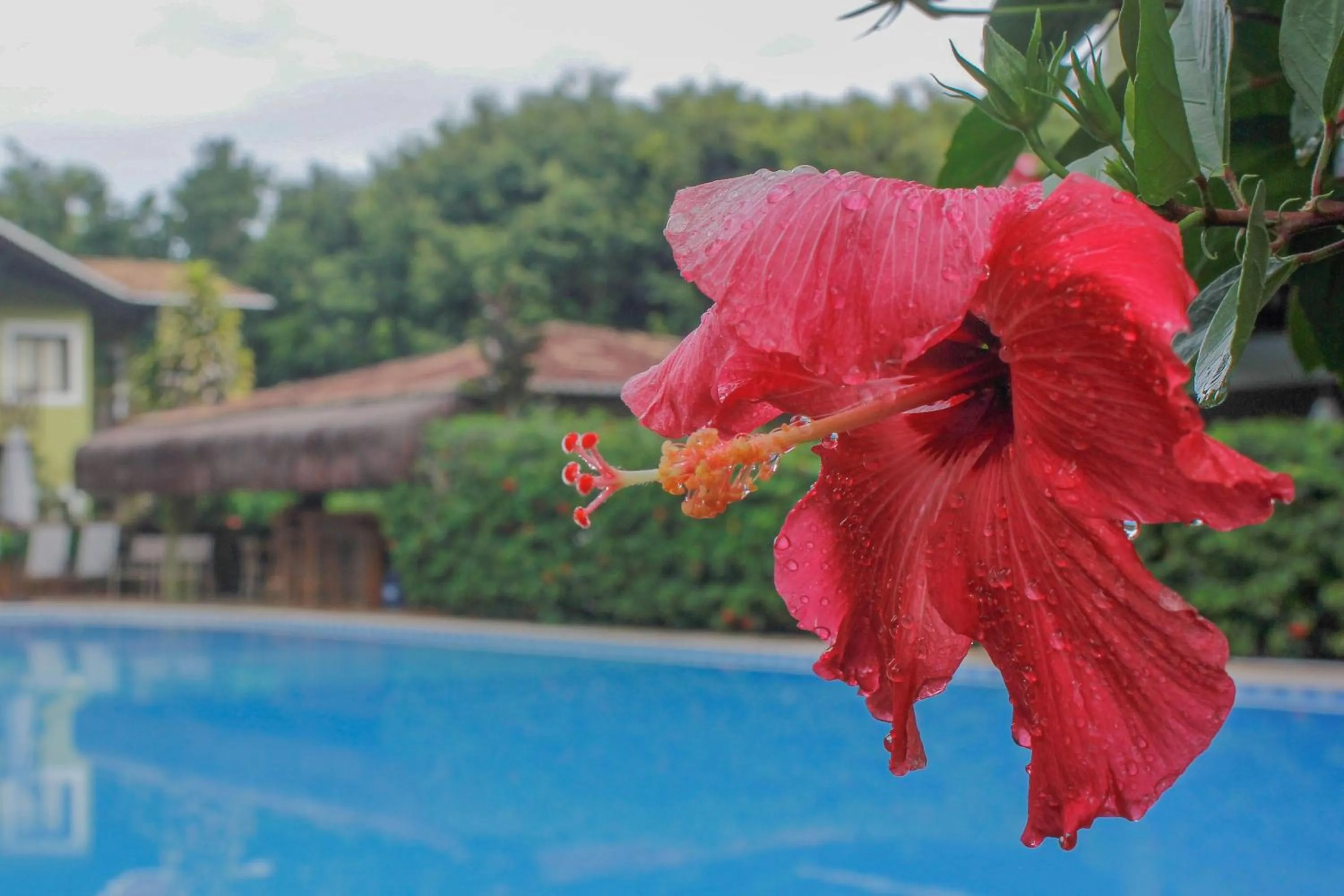 Swimming pool in Recanto da Mata Pipa