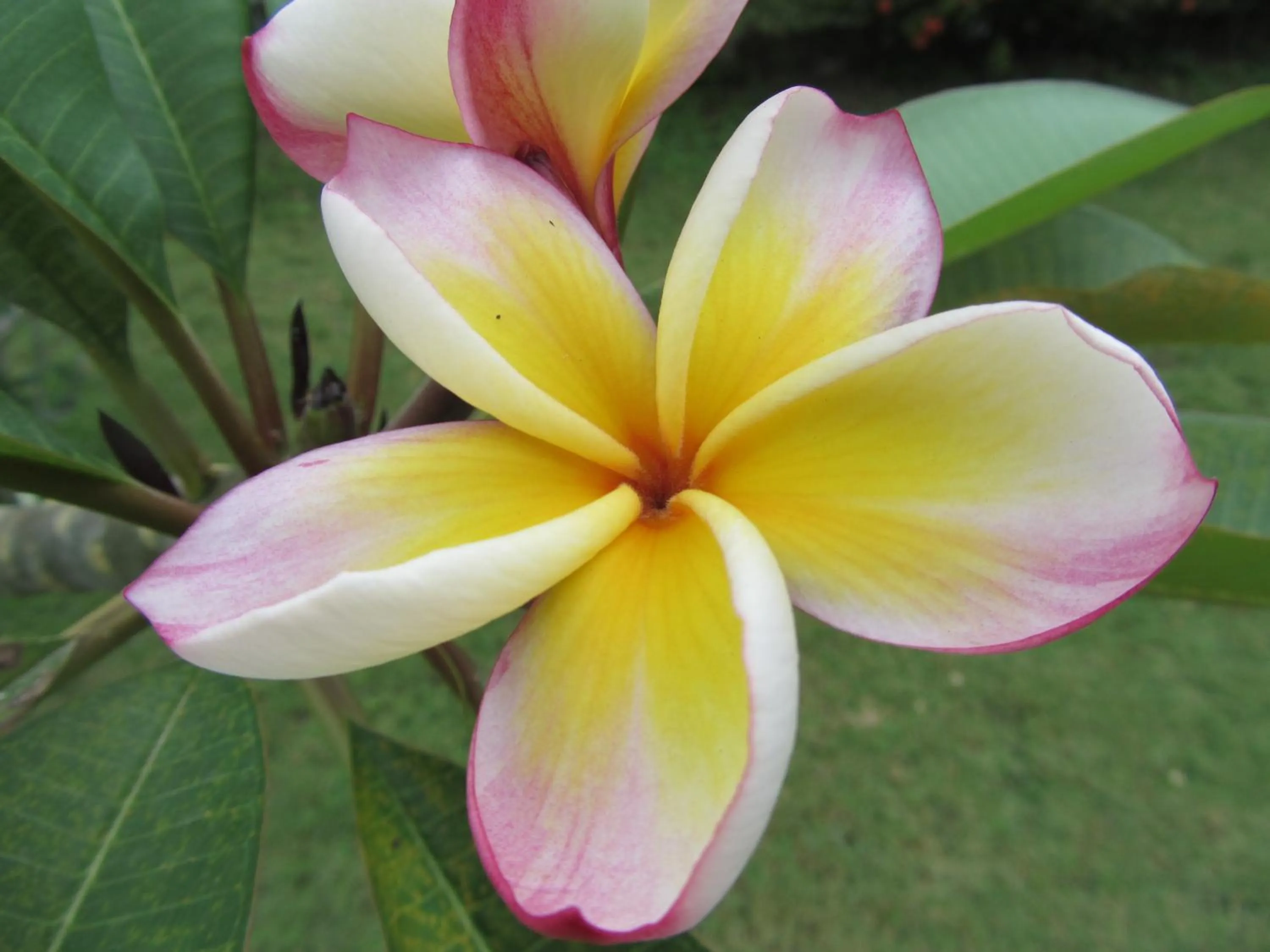 Garden in Flower Paradise Bungalows & Swiss Restaurant Roestiland