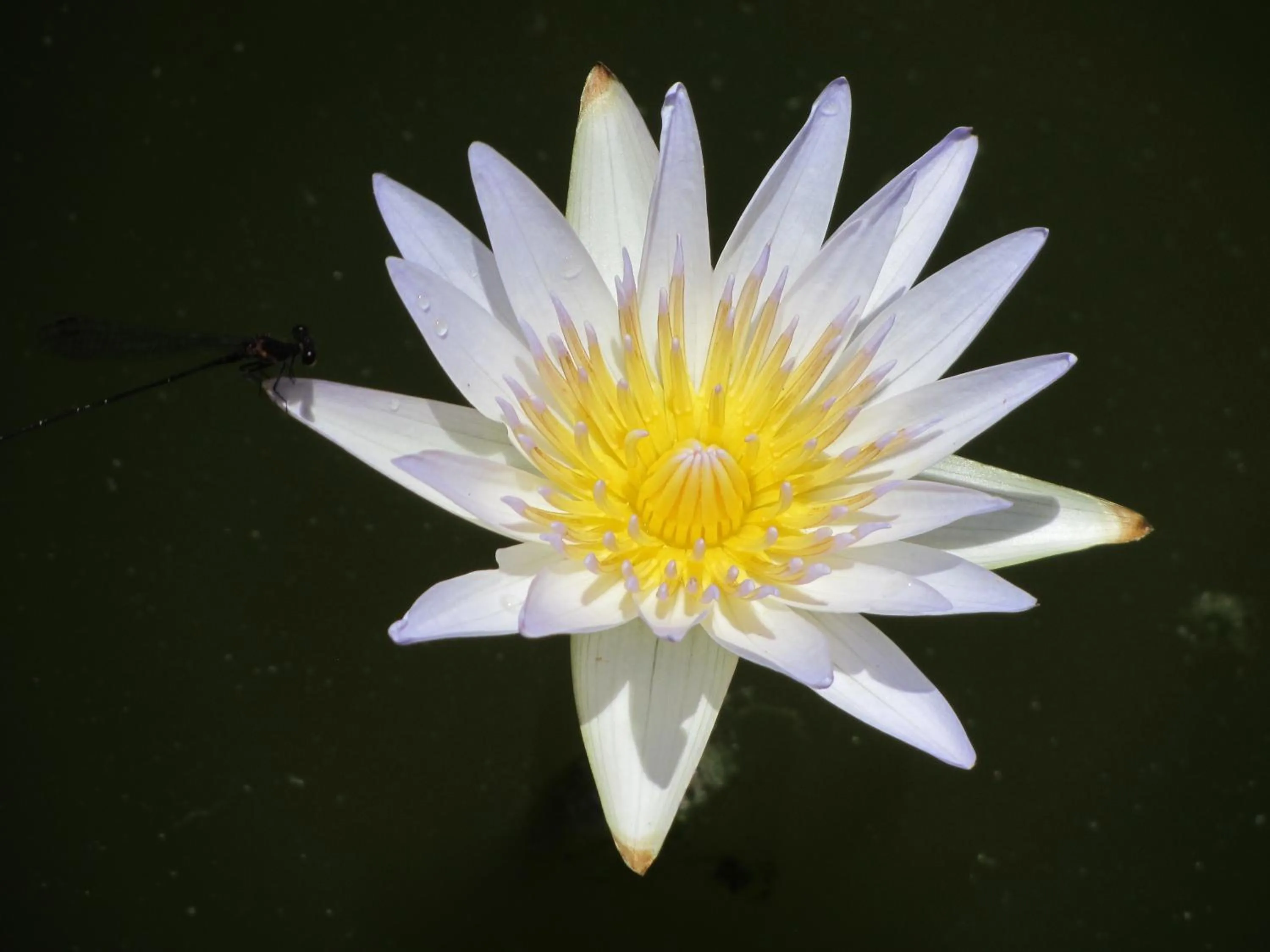 Garden in Flower Paradise Bungalows & Swiss Restaurant Roestiland