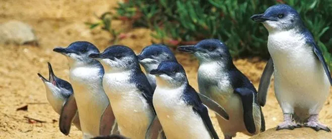 Animals in Quays Motel San Remo