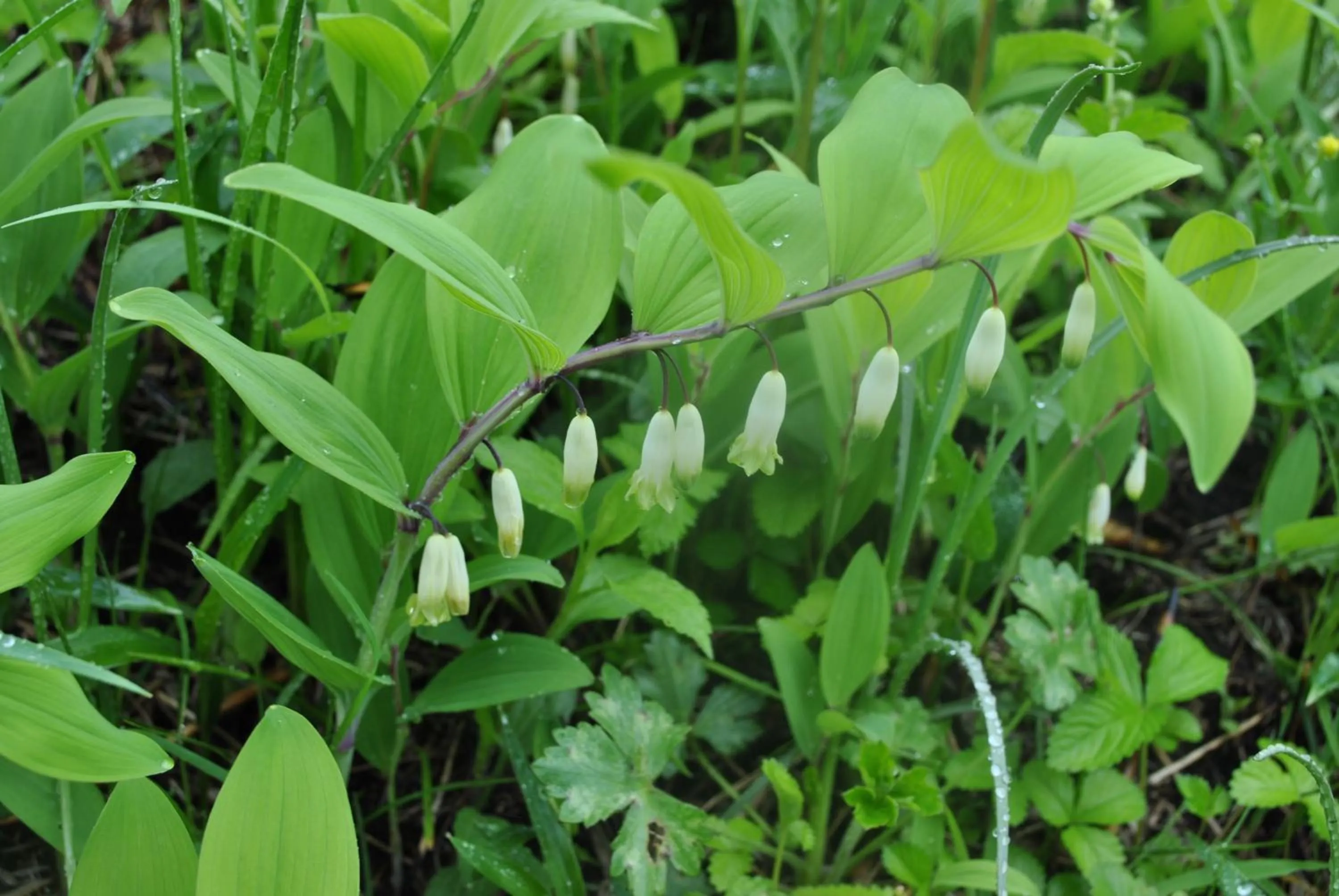 Other in Resonate Club Kuju