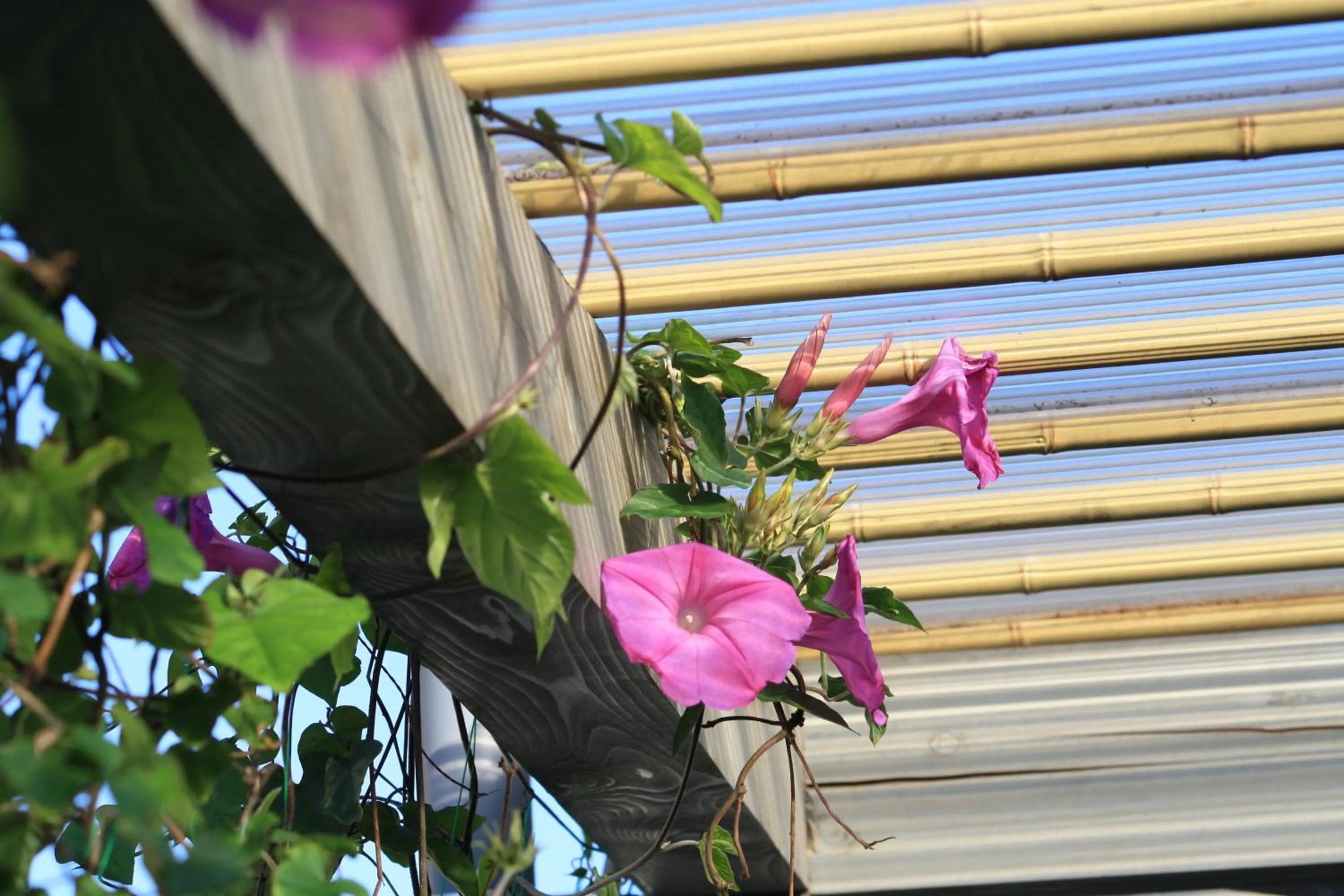 Other in Tabinoyado Ushionoakari Geiboso