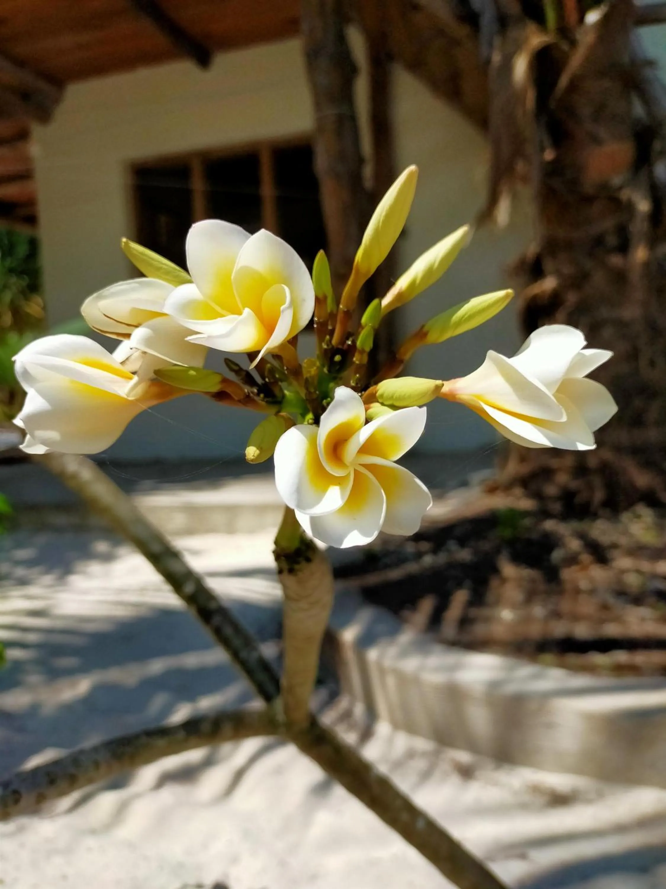 Restaurant/places to eat in Eden Paradise