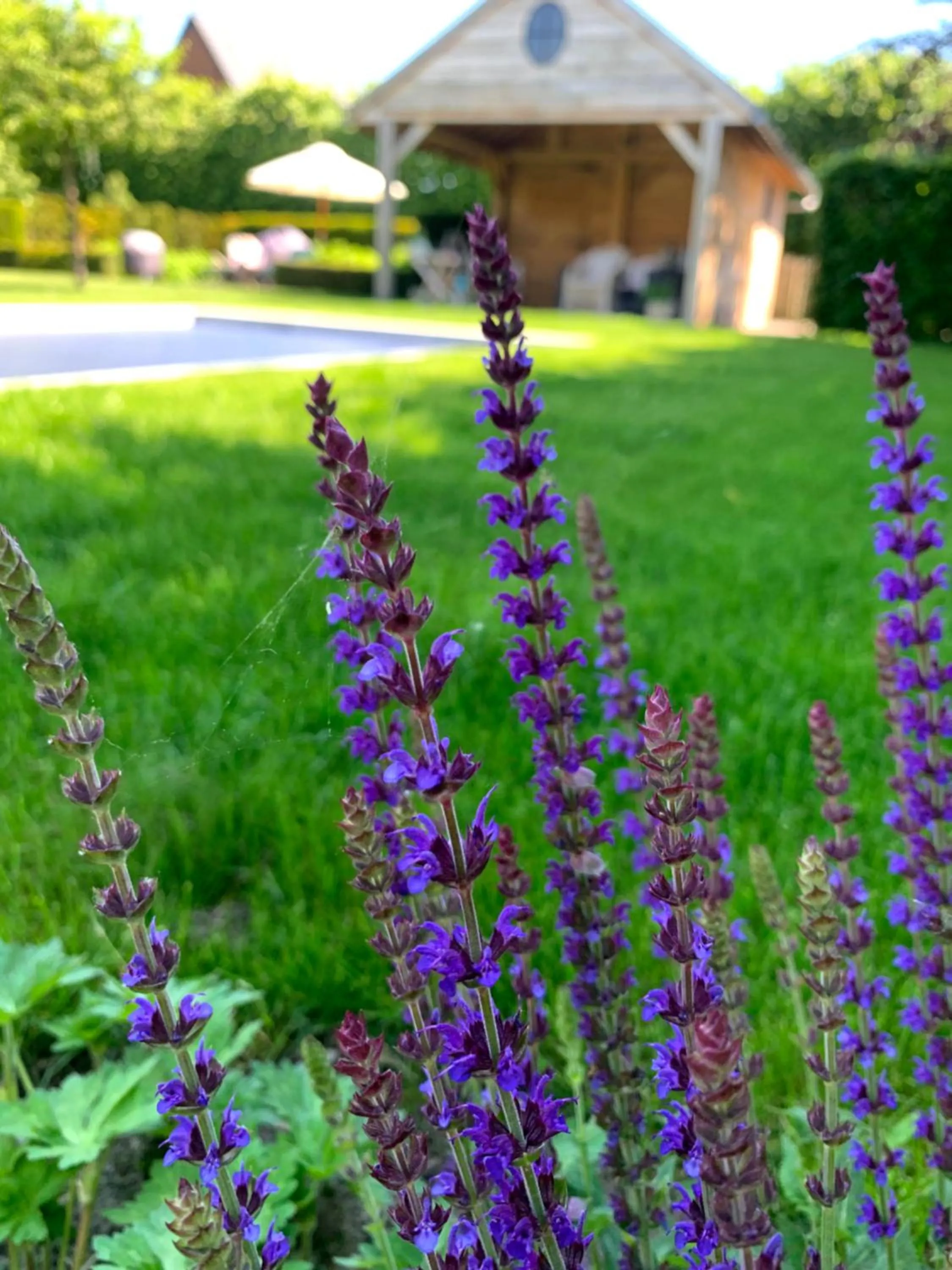 Swimming pool in B&B 't klein GELUK