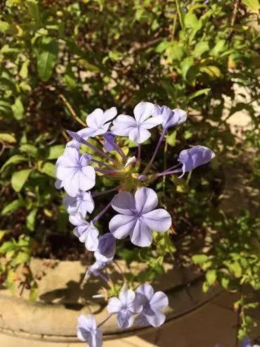 Decorative detail in Hotel Il Podere