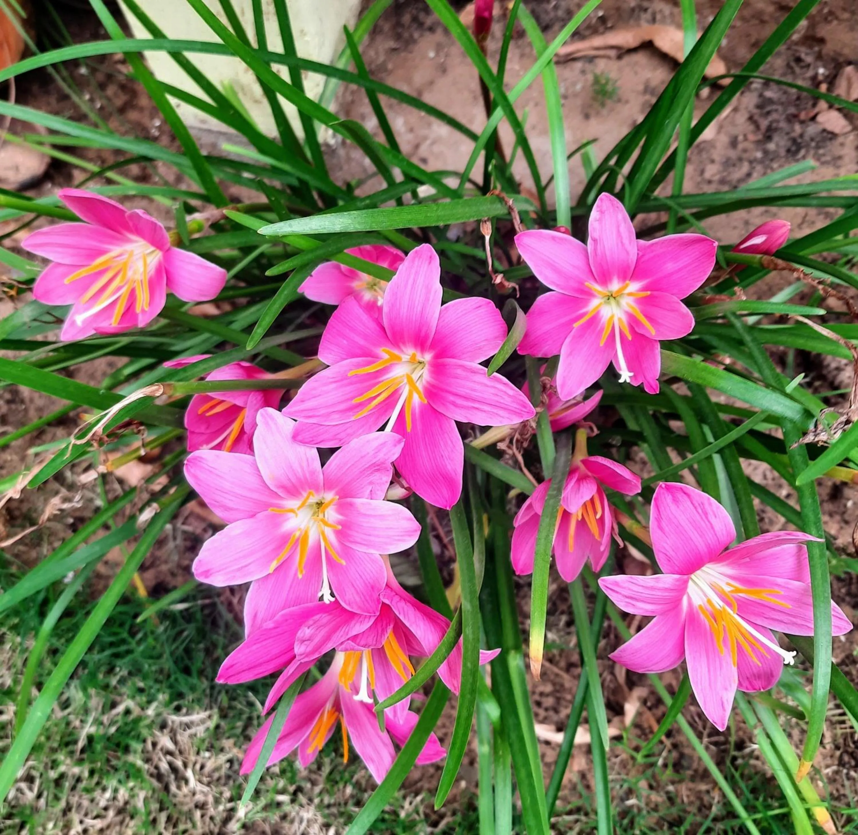Garden in Padmalayabnb