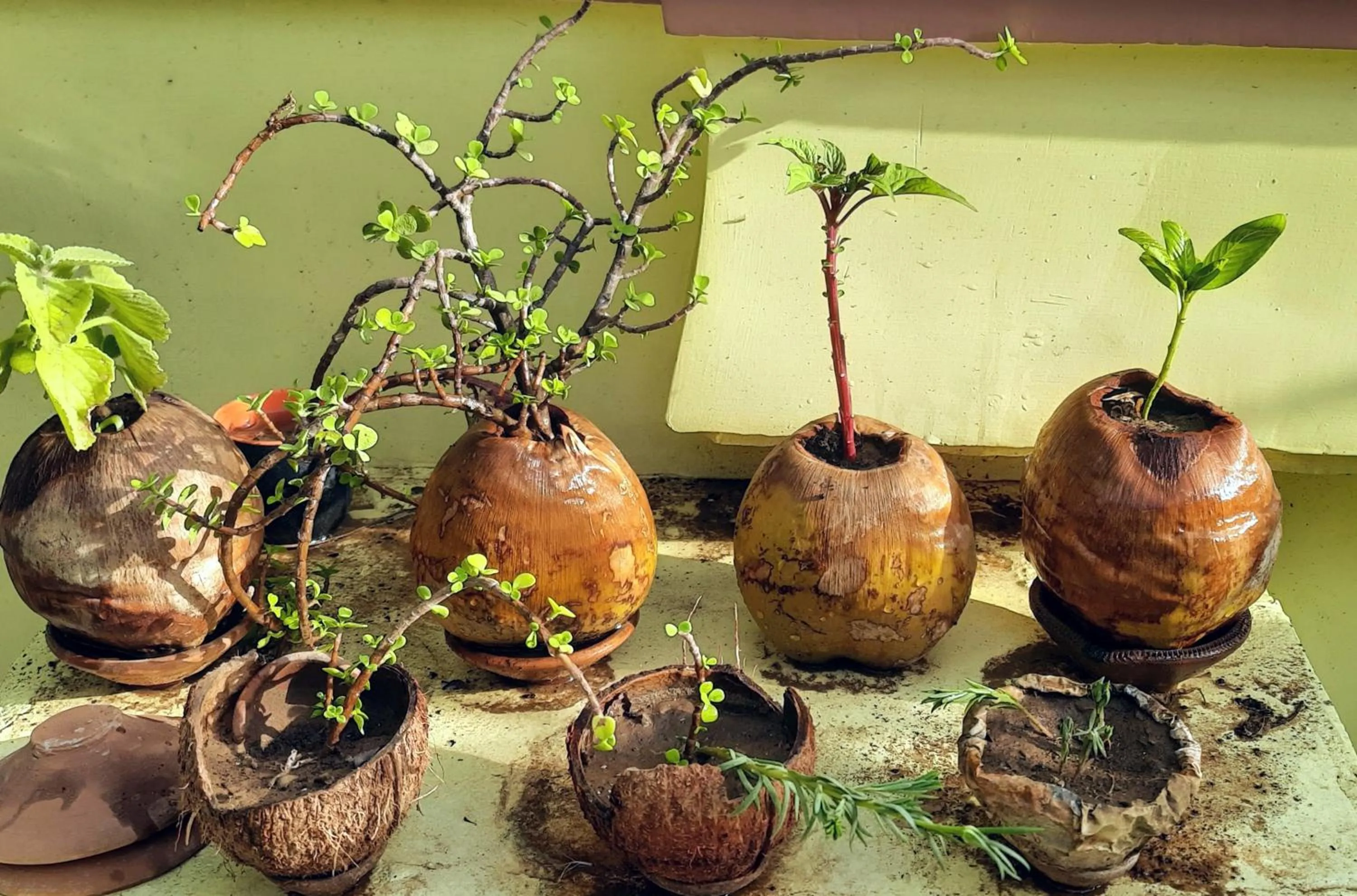 Garden in Padmalayabnb