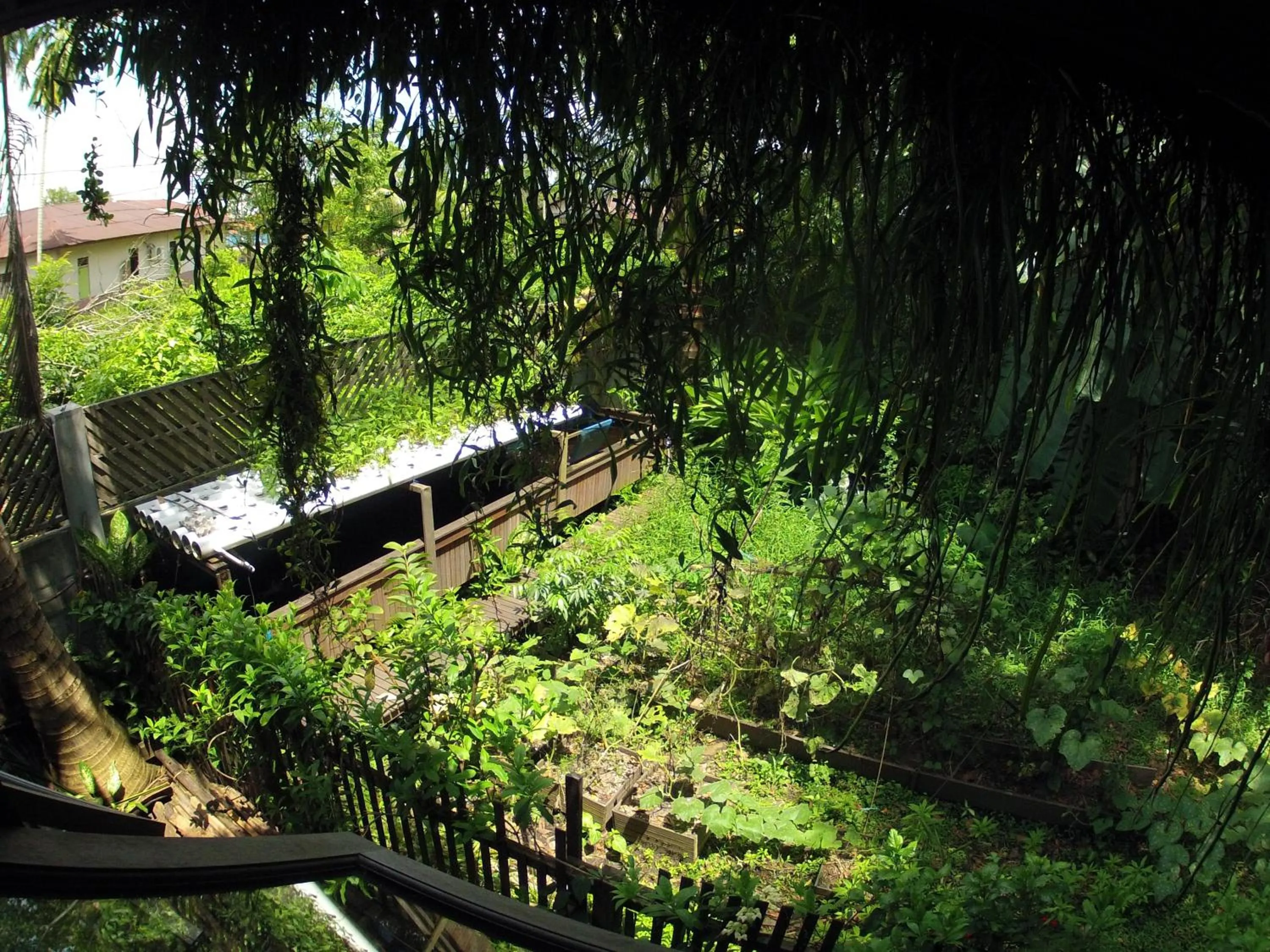 Animals in Bukit Raya Guesthouse