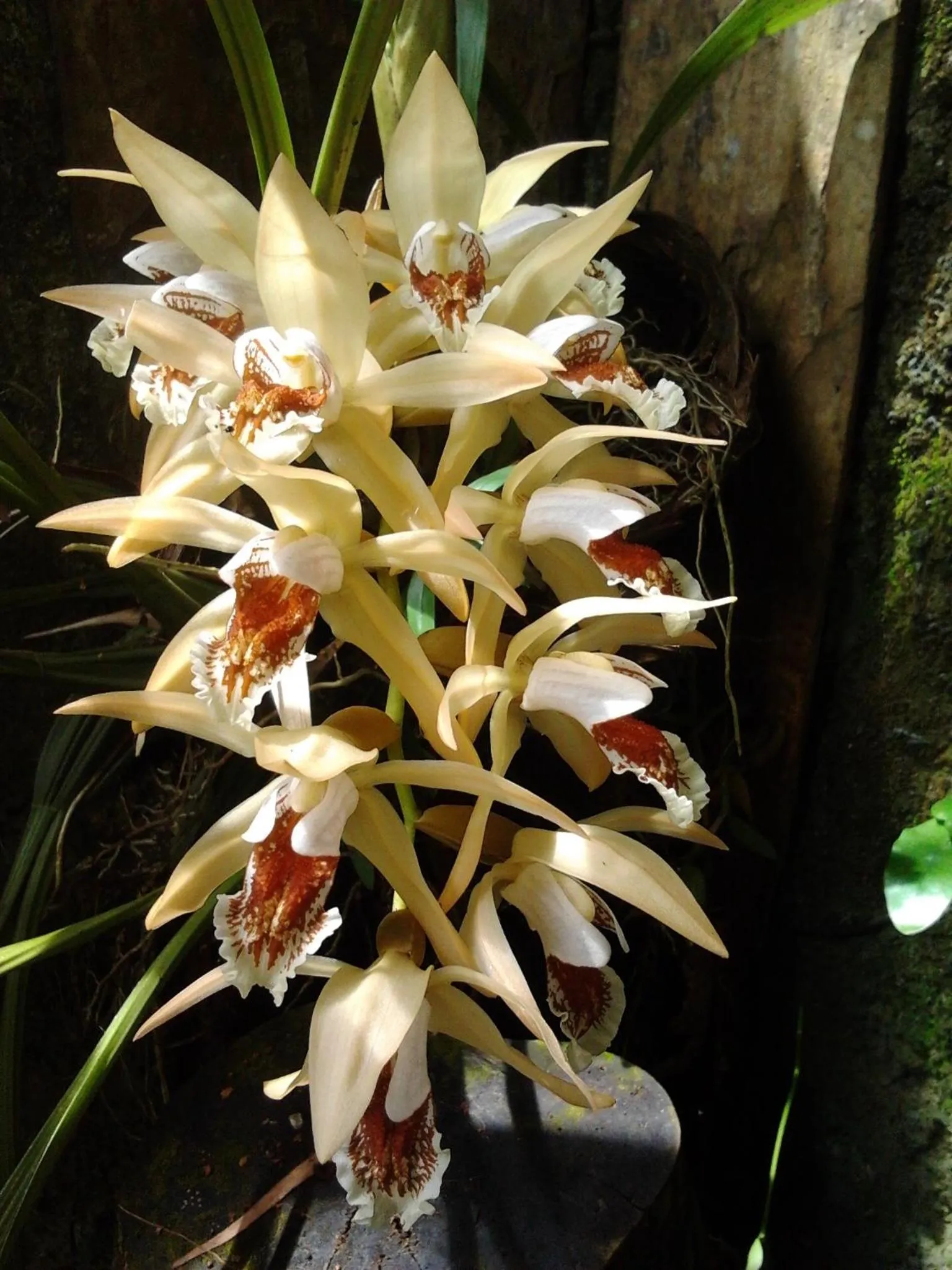 Natural landscape in Bukit Raya Guesthouse