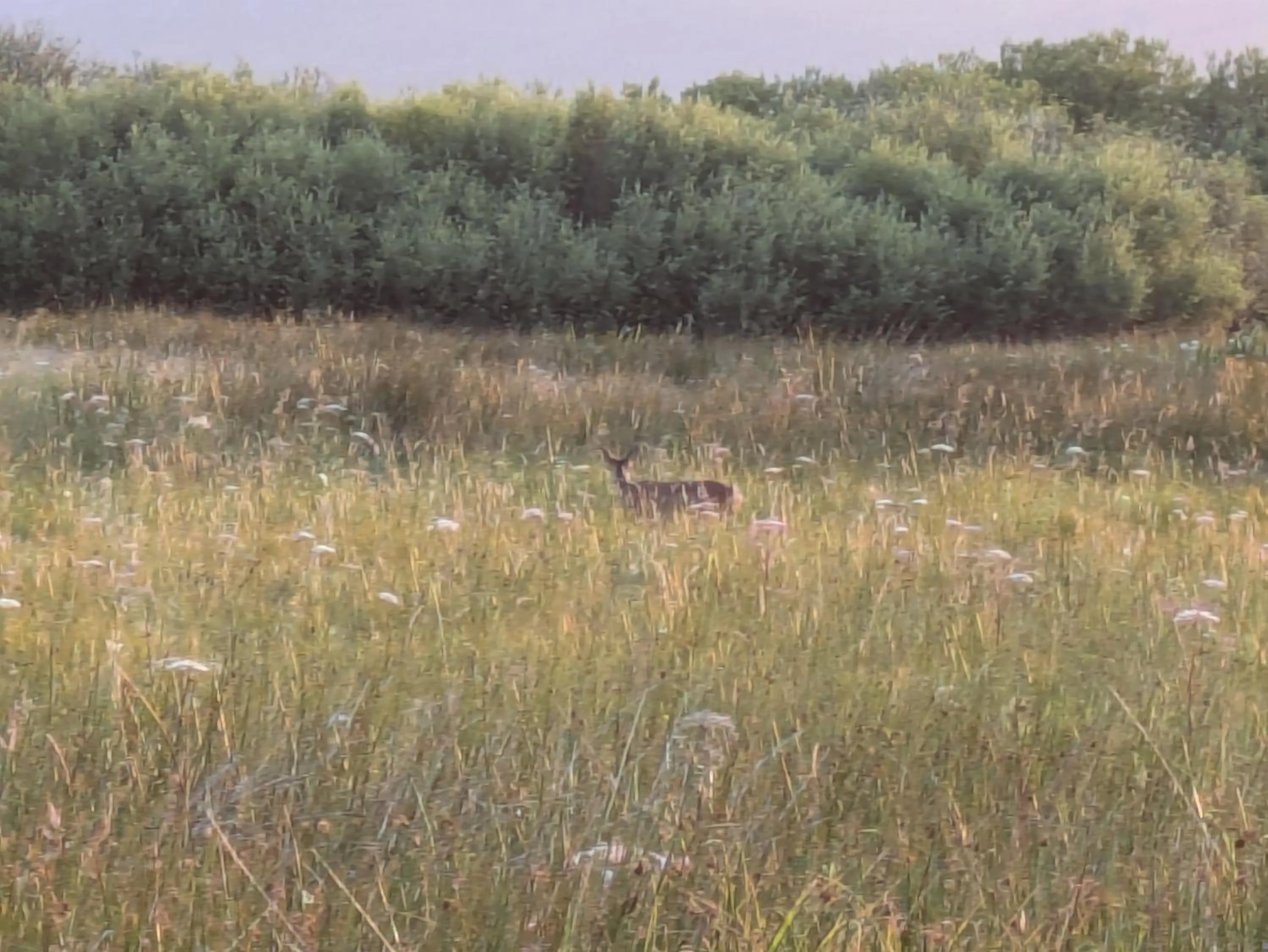 Spring in Scorrybreac B&B