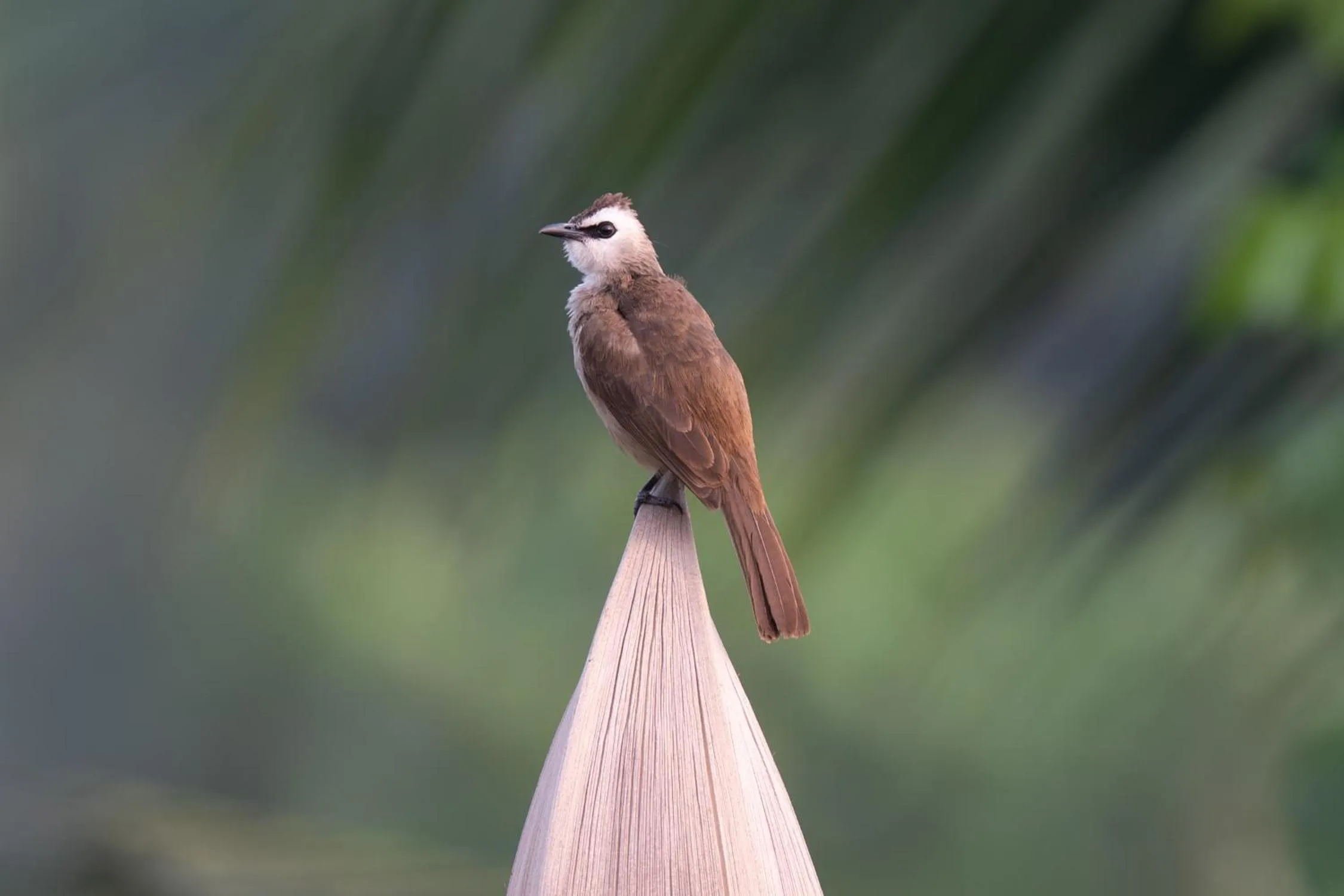 Animals in Coconut Lane Bangkok