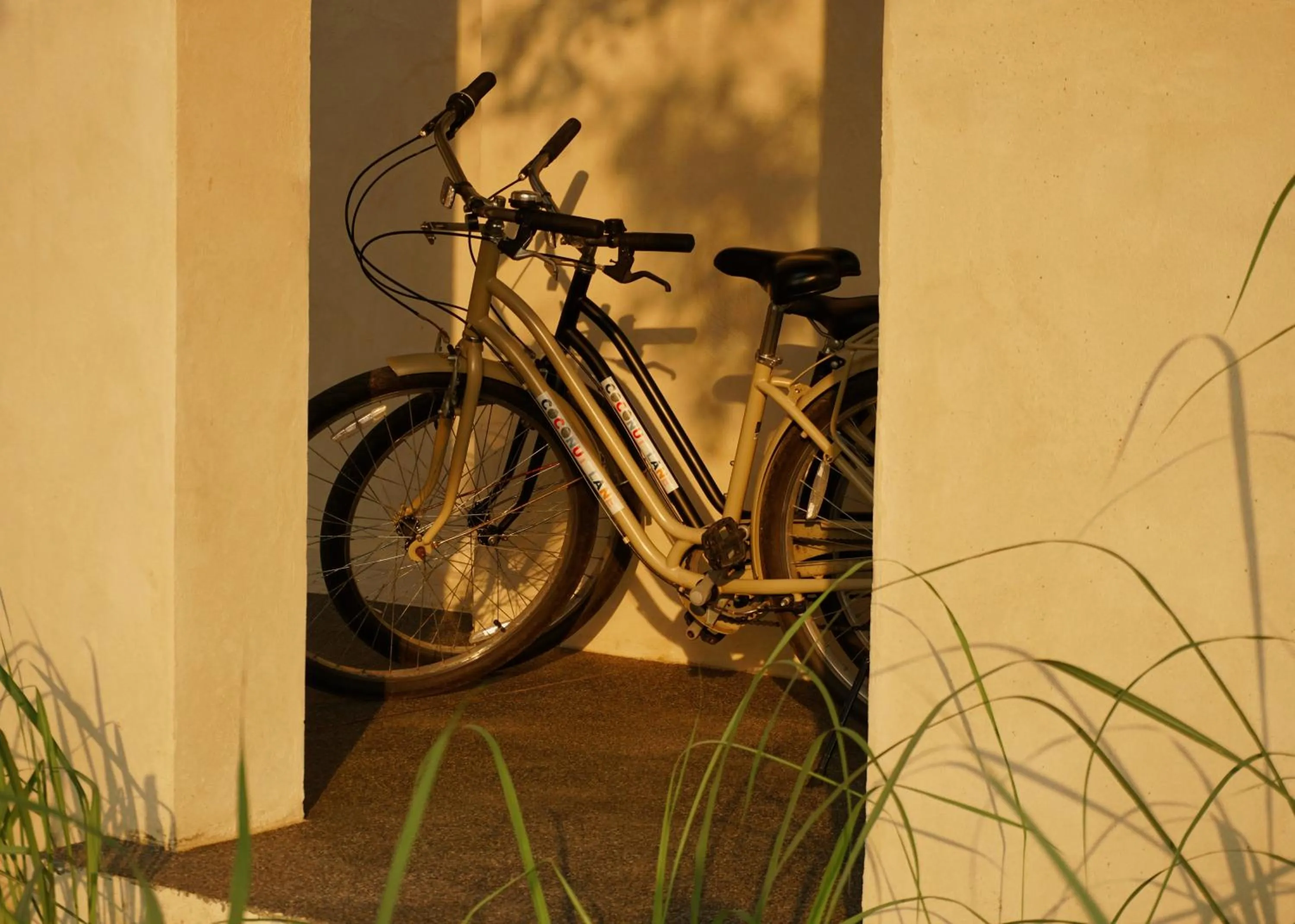 Cycling in Coconut Lane Bangkok