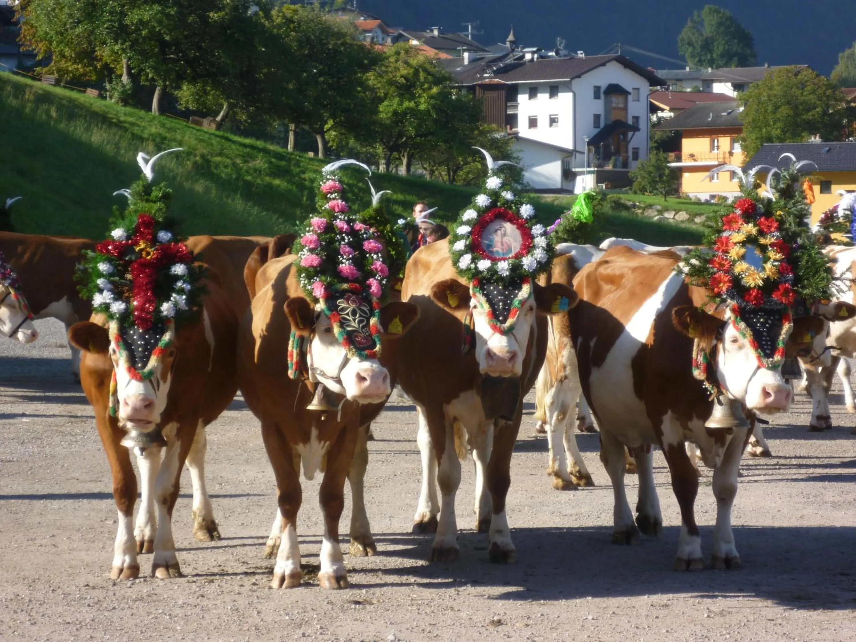 Animals in Gruberhof