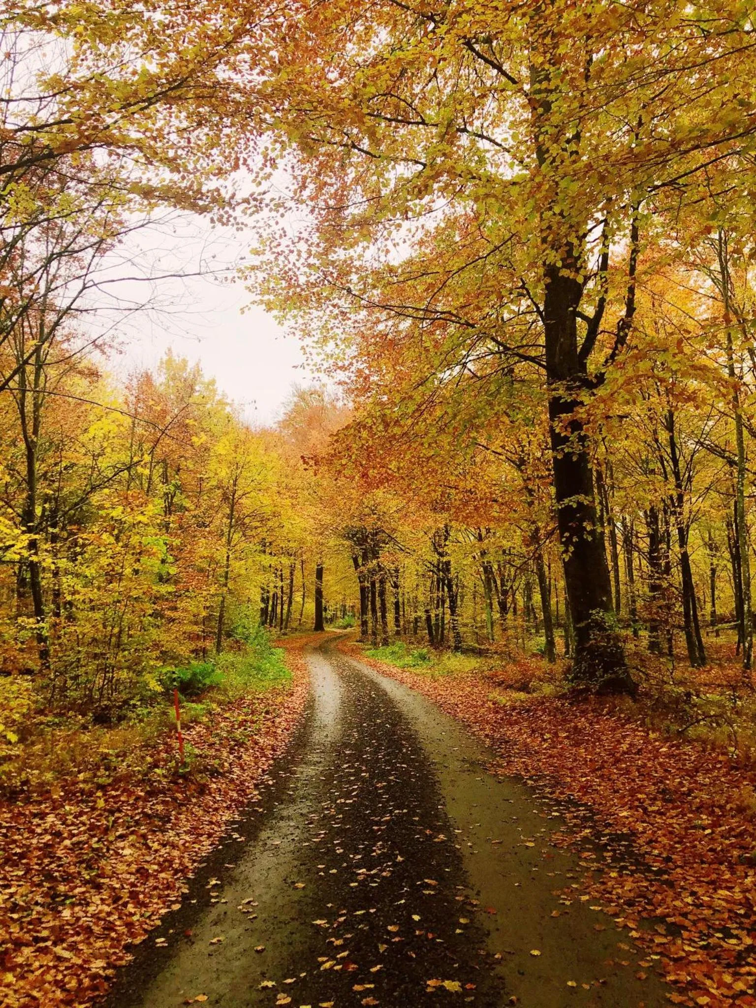 Natural landscape in Farmors Lycka