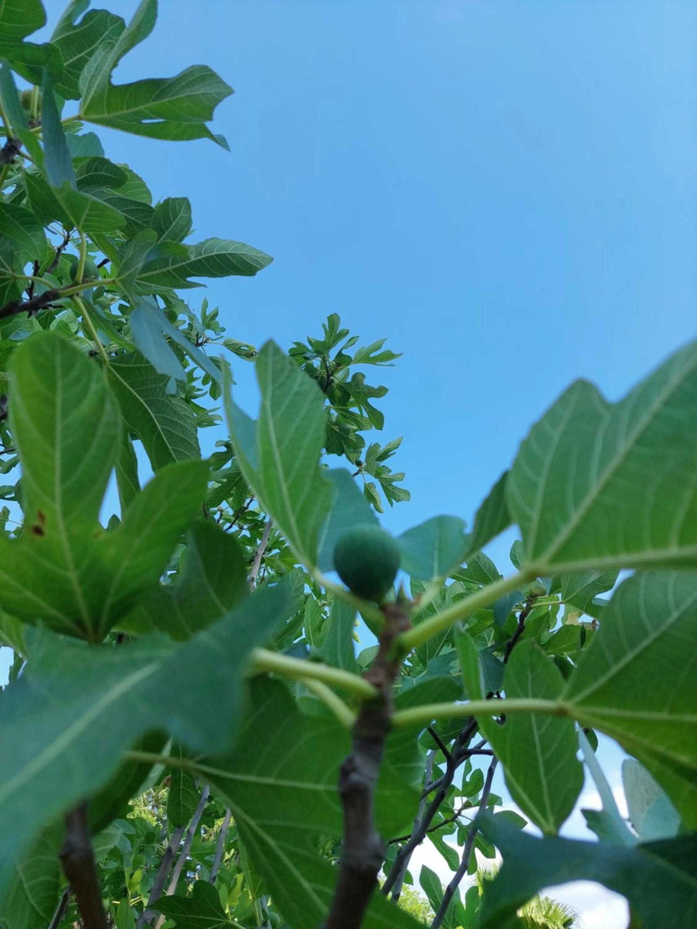 Garden in Villa Piersepp B&B