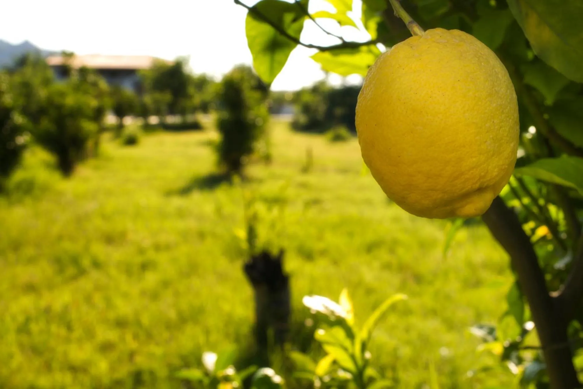 Garden in Villa Piersepp B&B