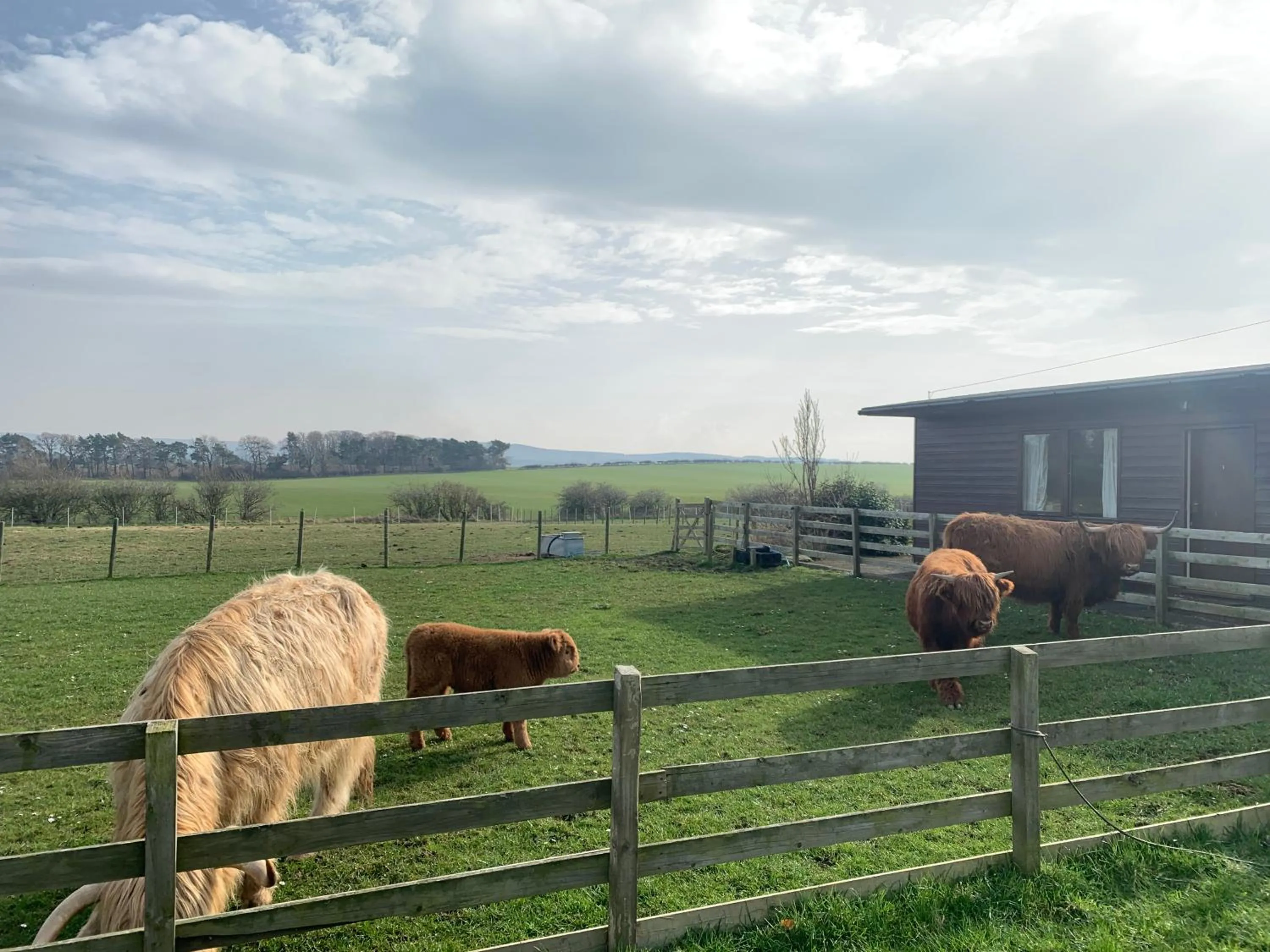 Animals in Orchard House Lodges by Ecohuman