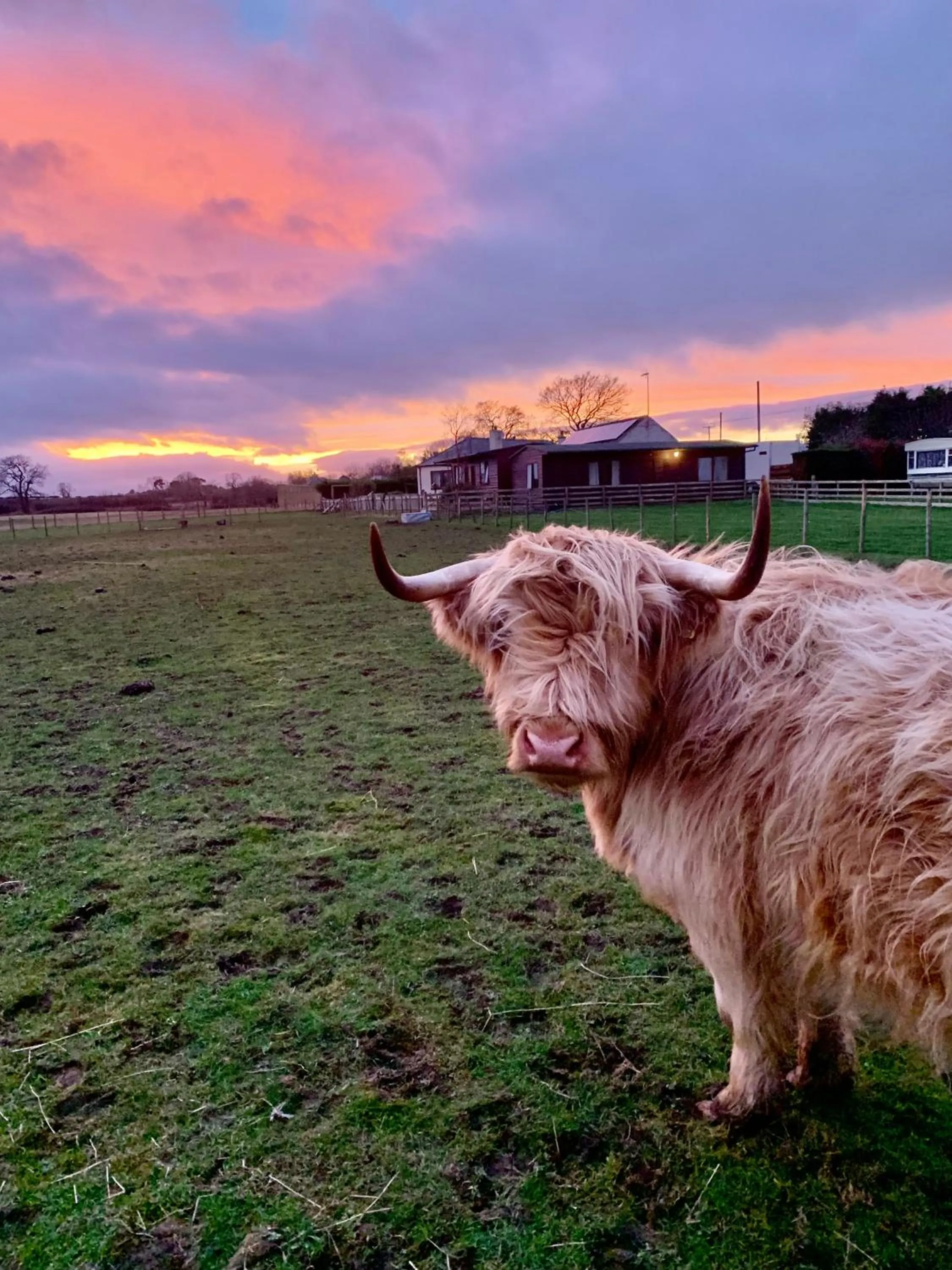 Animals in Orchard House Lodges by Ecohuman