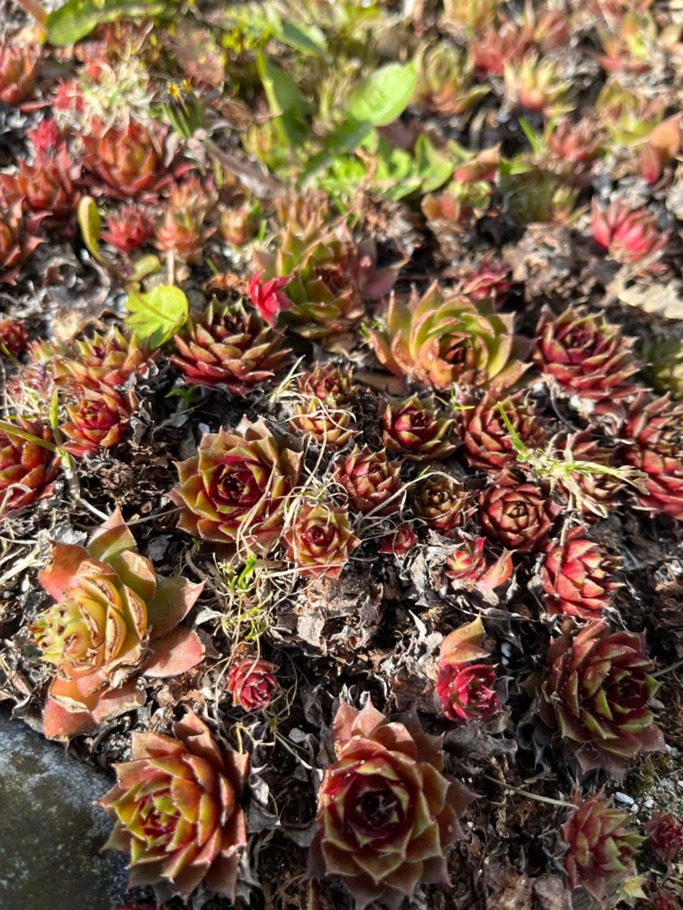 Spring in Apartment Ruhetgaard Bed & kitchen