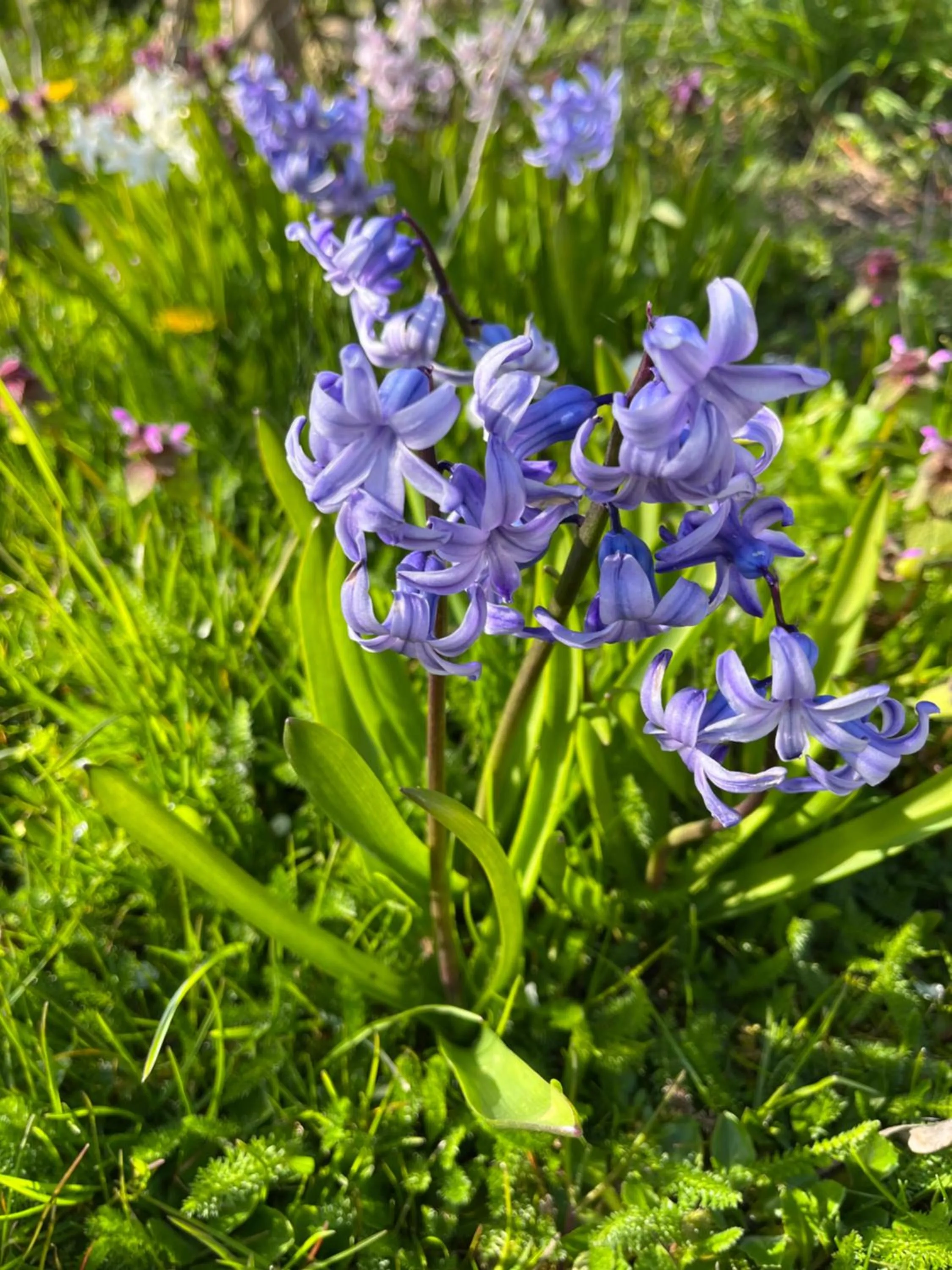 Spring in Apartment Ruhetgaard Bed & kitchen