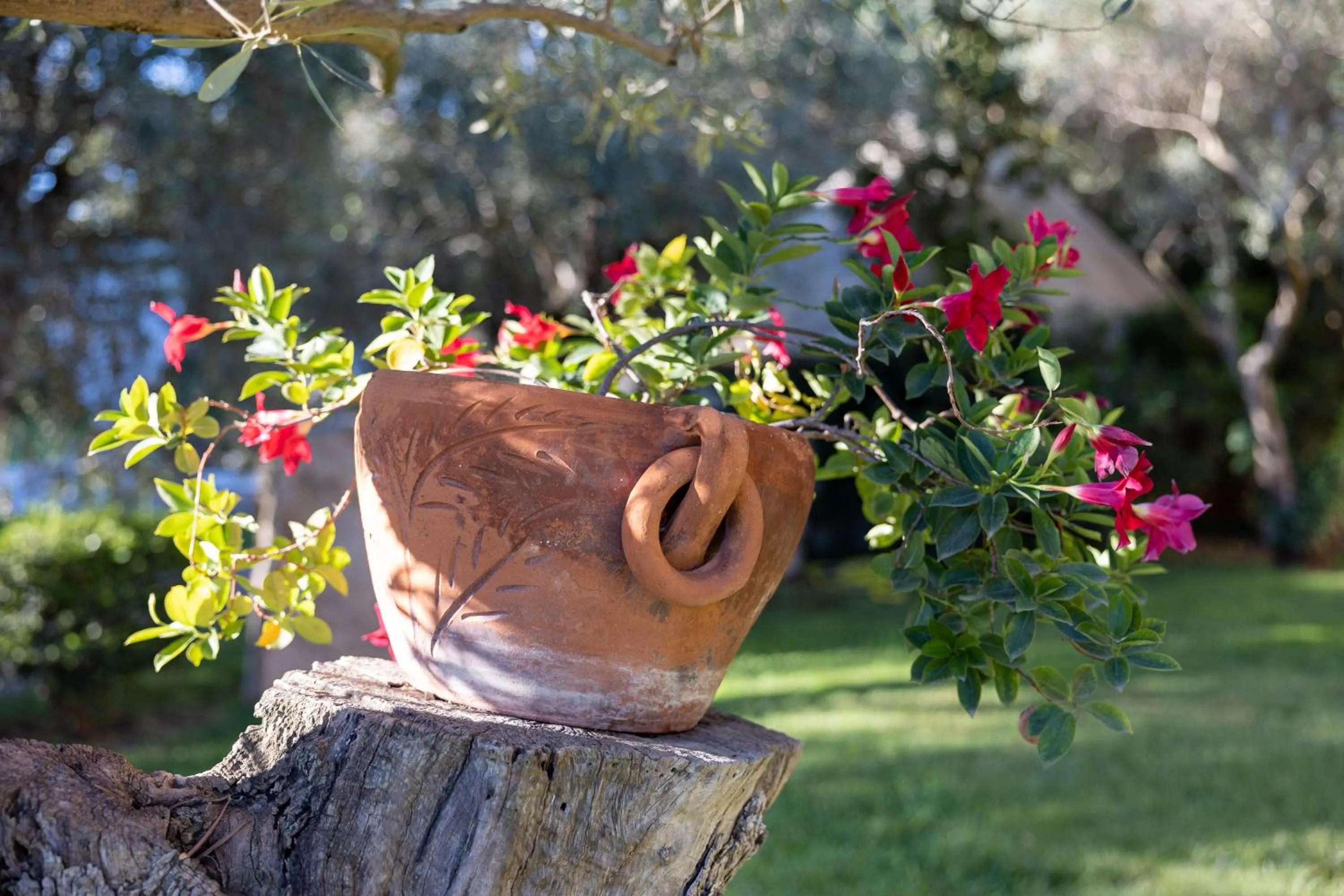 Garden in Hotel la Torre