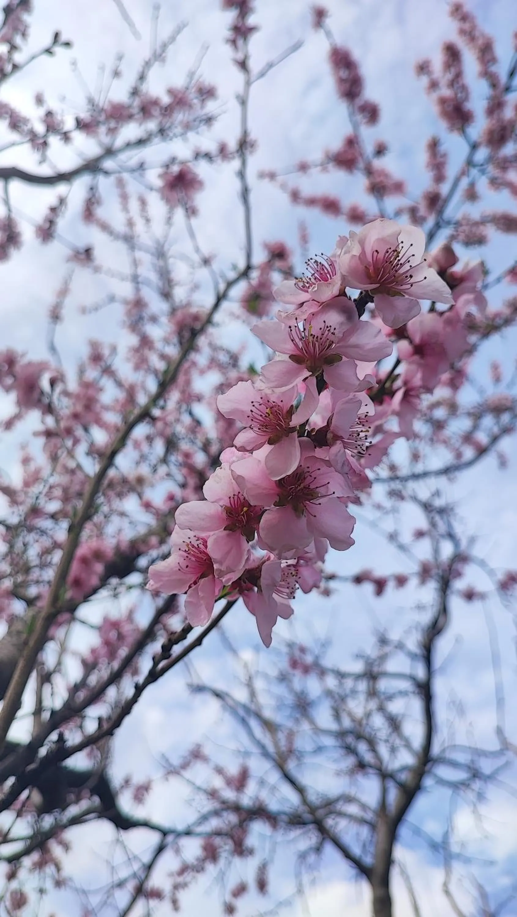 Spring in indian backpackers hostel