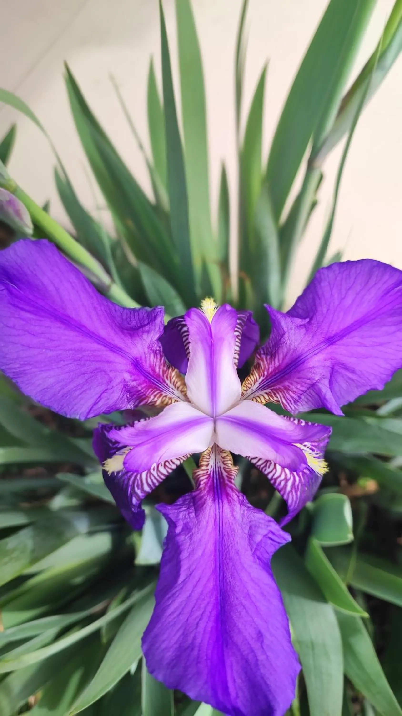 Spring in indian backpackers hostel